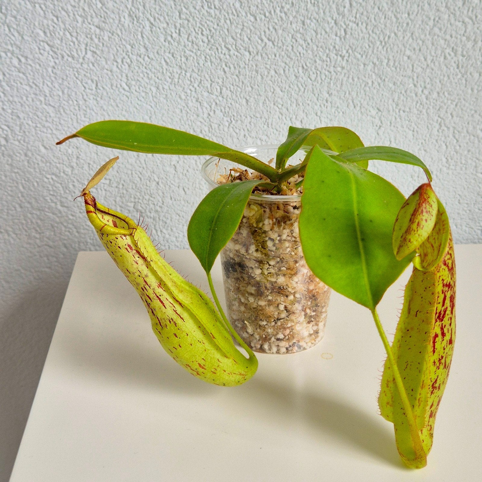Nepenthes 'Mojito' - Vleesetende bekerplant, Overige soorten, In pot, Minder dan 100 cm, Groene kamerplant