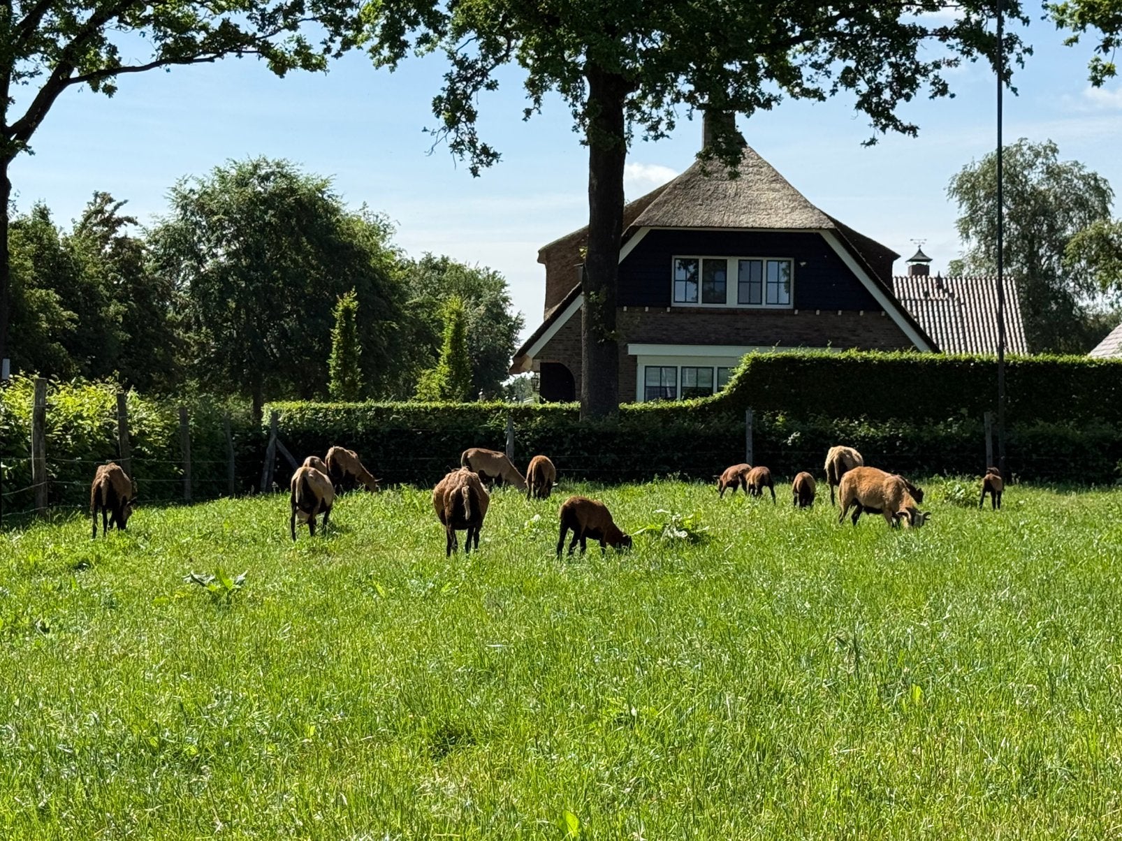 Kamaroen schapen., Dieren en Toebehoren, Schapen, Geiten en Varkens, Meerdere dieren, Schaap, 0 tot 2 jaar