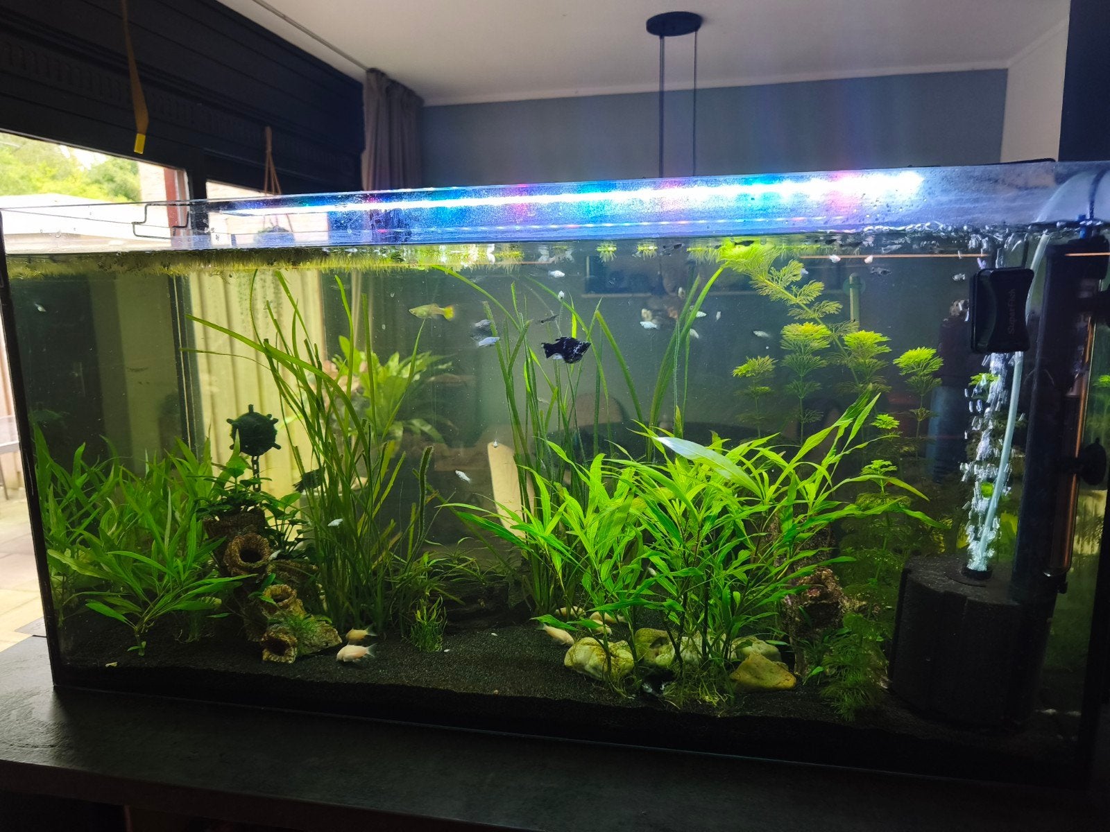 aquarium compleet, Ophalen, Inclusief planten, Zo goed als nieuw, Gevuld zoetwateraquarium