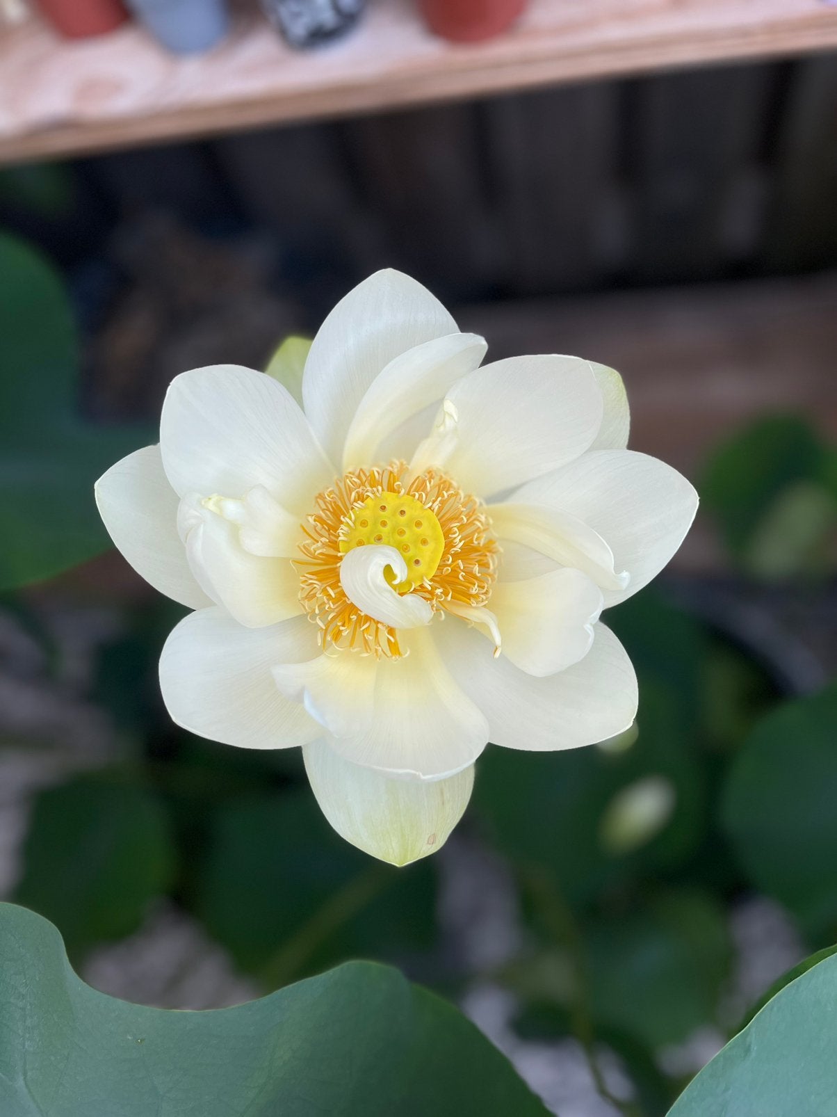 Lotus Nelumbo wit, zeldzame waterlelie, Ophalen, Overige soorten, Volle zon