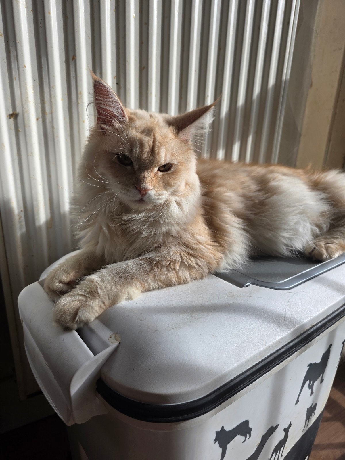 XL Mainecoon poes mag direct verhuizen, Dieren en Toebehoren, Katten en Kittens | Raskatten | Langhaar, Poes, Ontwormd, 0 tot 2 jaar