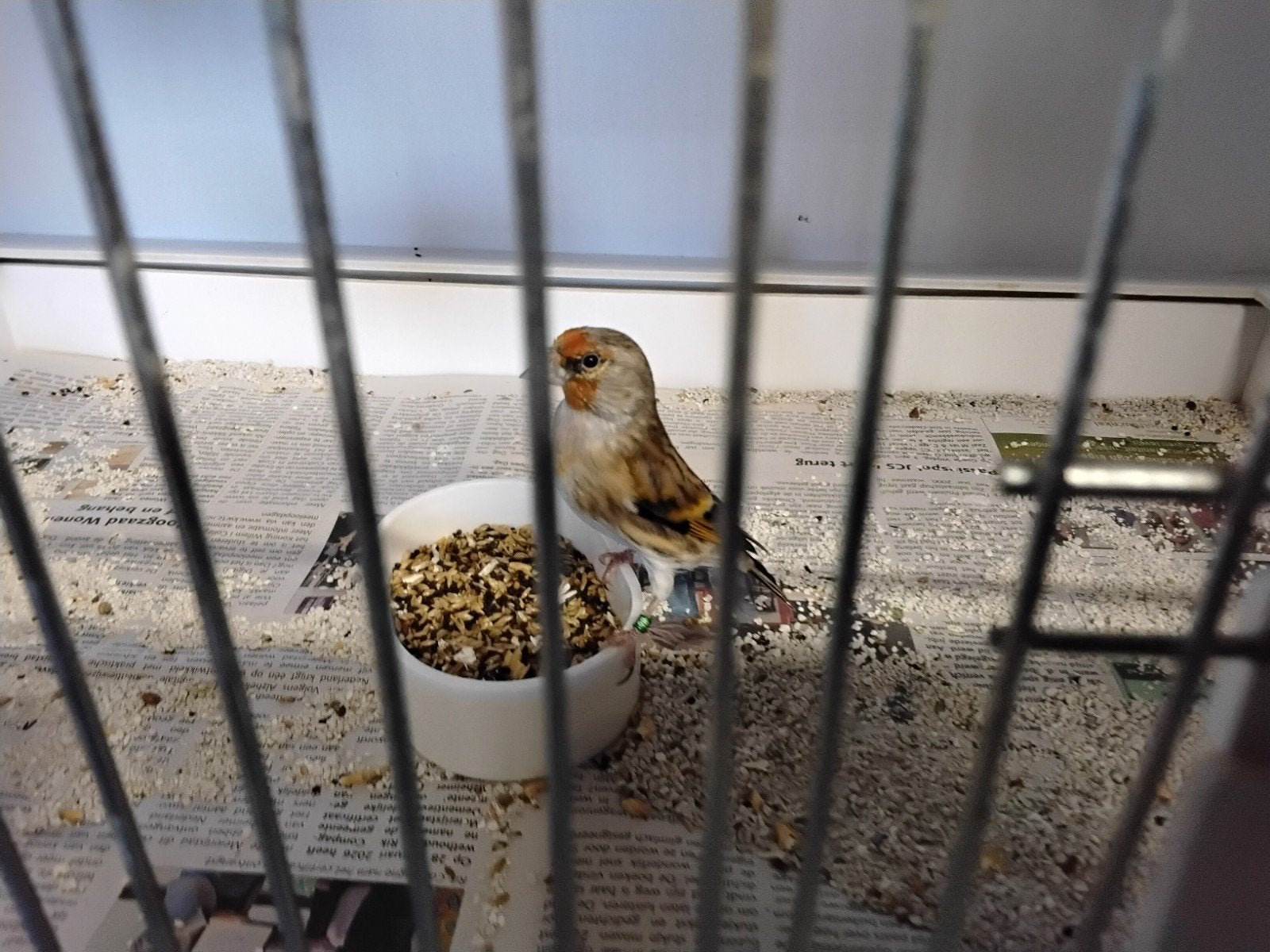 bastaarden putterxkanarie, Meerdere dieren, Kleurkanarie