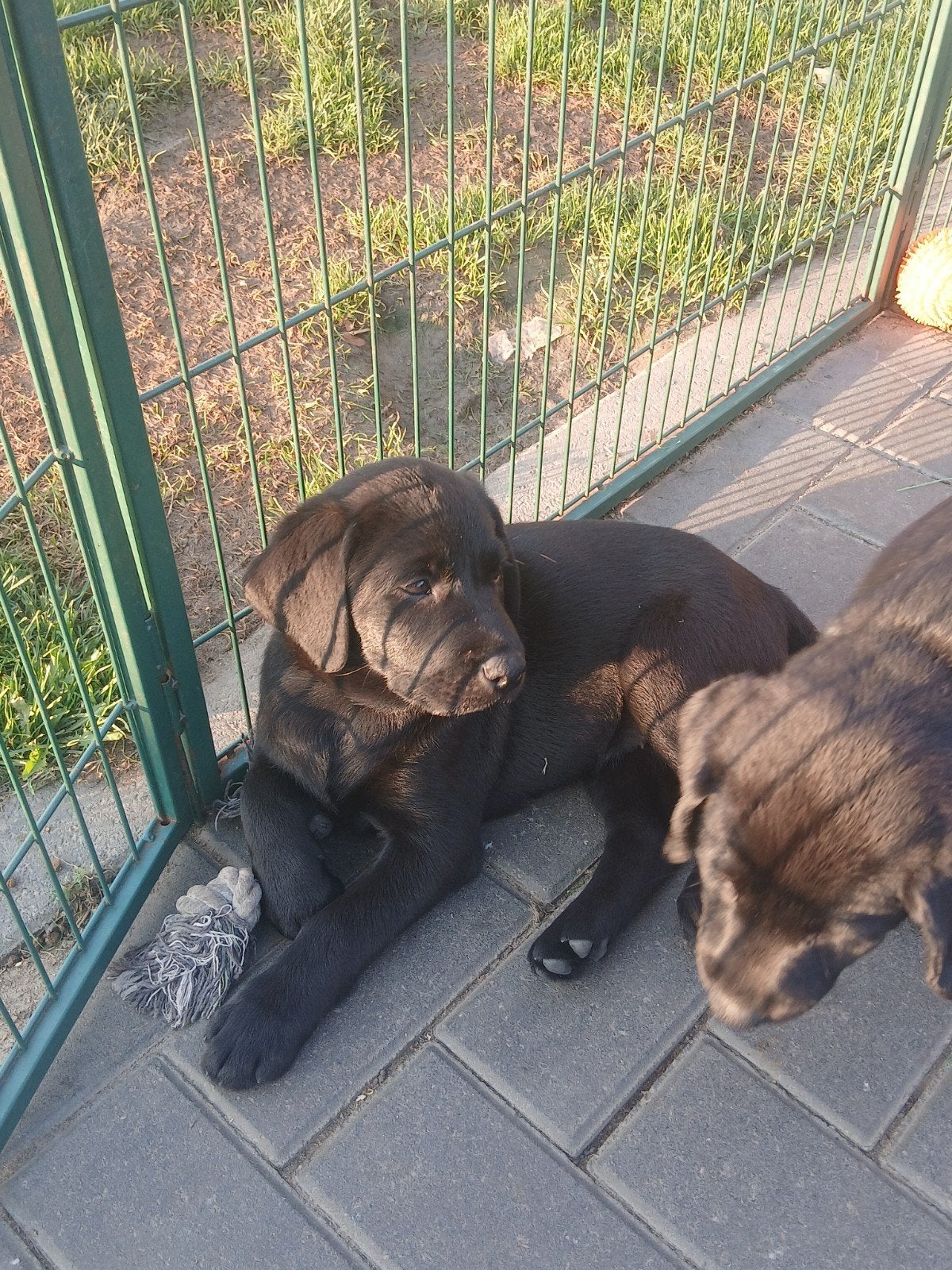 Raszuivere Labrador pups ( mogen nest verlaten), 8 tot 15 weken, Labrador retriever, Meerdere, Meerdere dieren