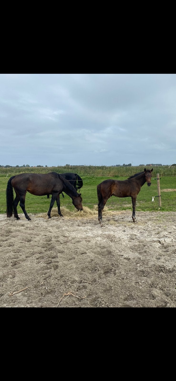 Prachtige Dressuur hengst veulen, Dieren en Toebehoren, Hengst, Minder dan 160 cm, Dressuurpaard, 0 tot 2 jaar