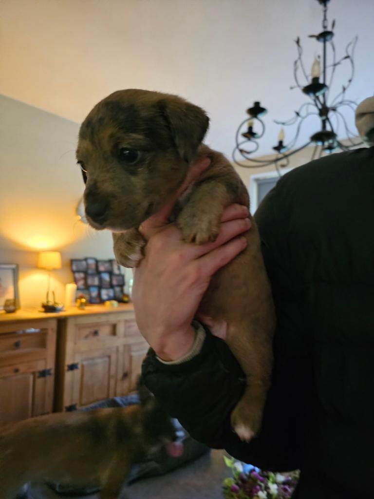 Jackrussel puppy, Dieren en Toebehoren, Honden | Jack Russells en Terriërs, Parvo, Jack Russell Terriër, 8 tot 15 weken, Meerdere