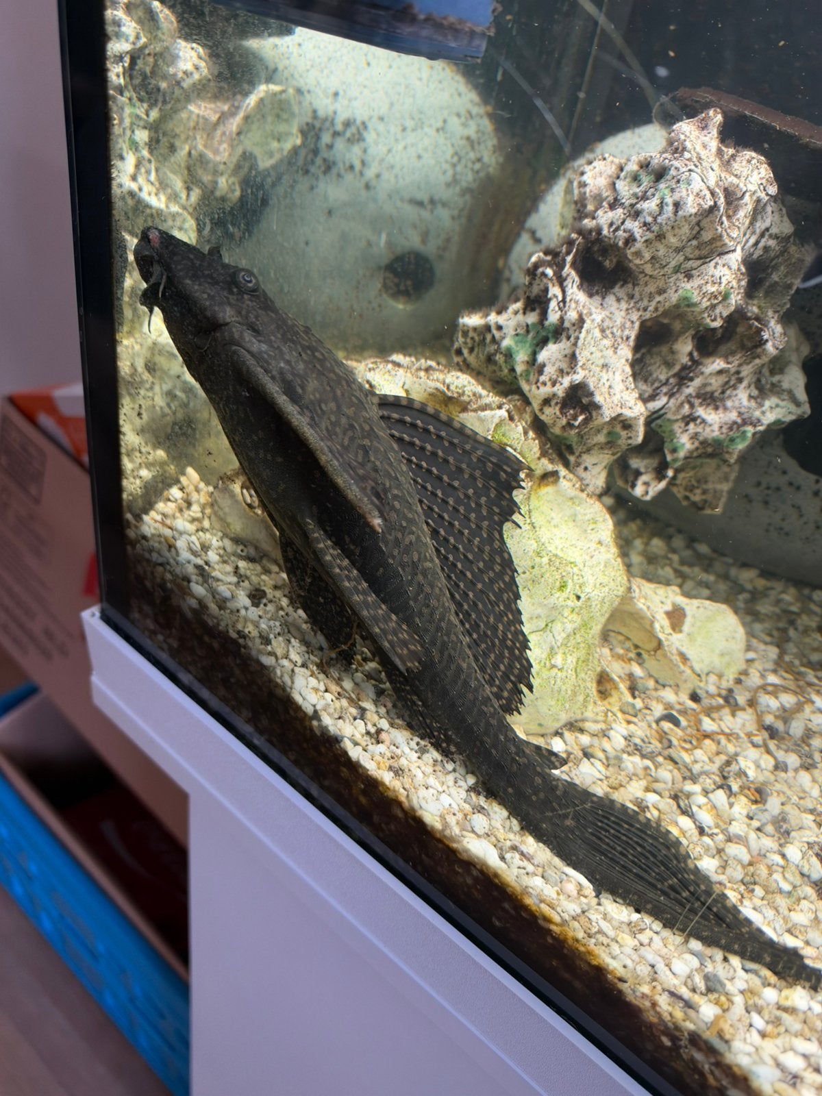 Te koop verschilden soorten aquarium vissen, Vis, Zoetwatervis