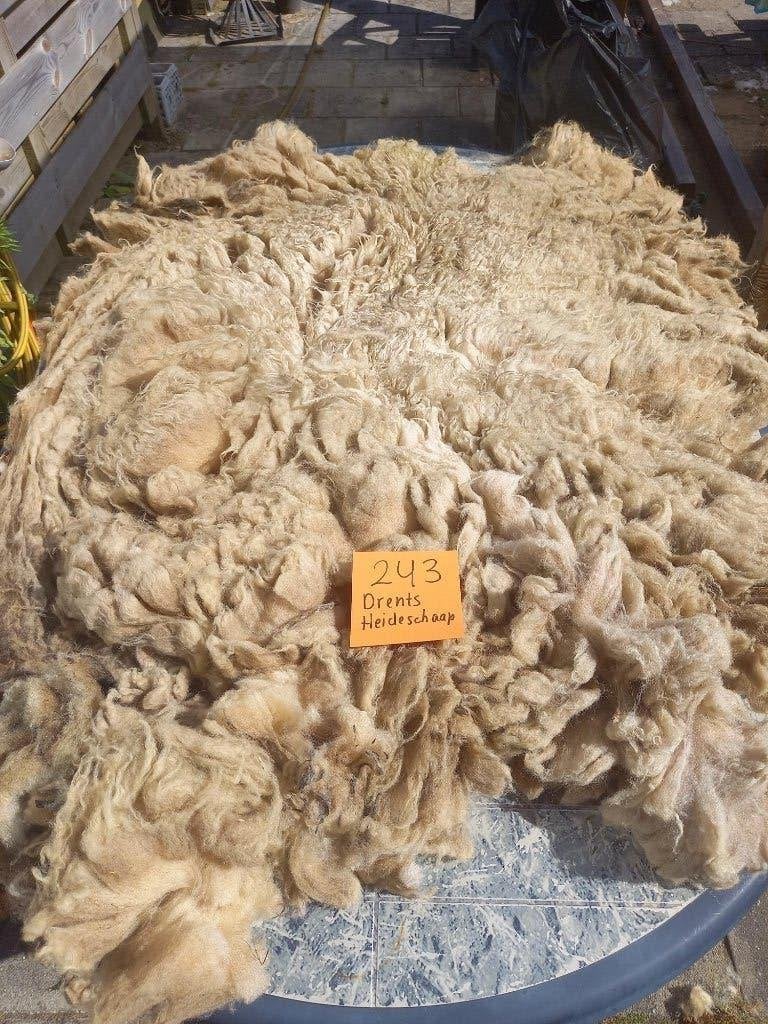 nr 243 Geschoren vacht van een Drents Heideschaap., Ophalen of Verzenden, Nieuw