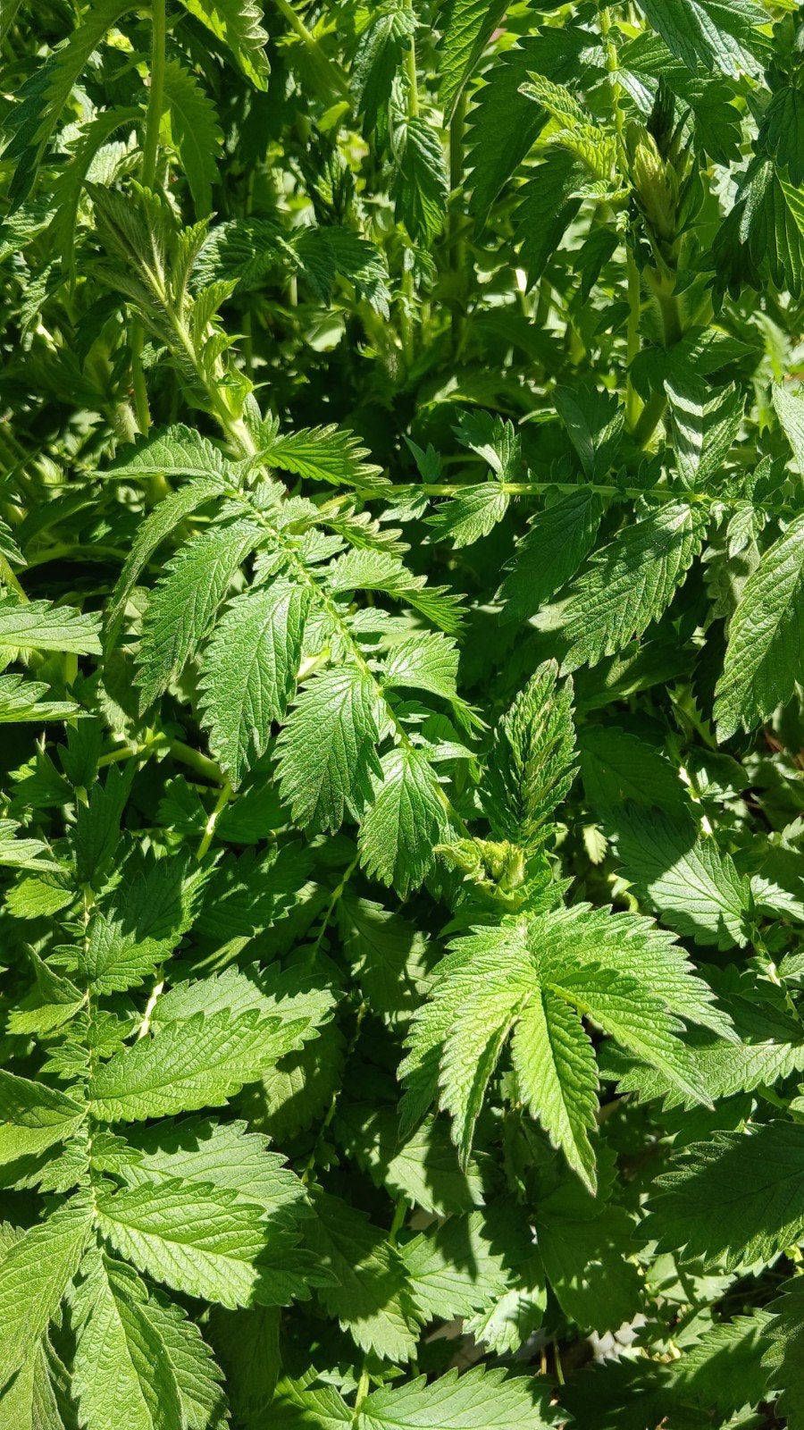 Prachtige agrimonie plantjes stekjes, Ophalen, Overige soorten, Volle zon
