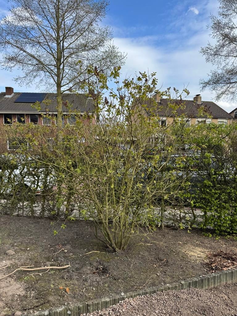 Grote roze sering vol in knop, heerlijk geurend, Tuin en Terras, Planten | Struiken en Hagen, Ophalen, Overige soorten, Struik