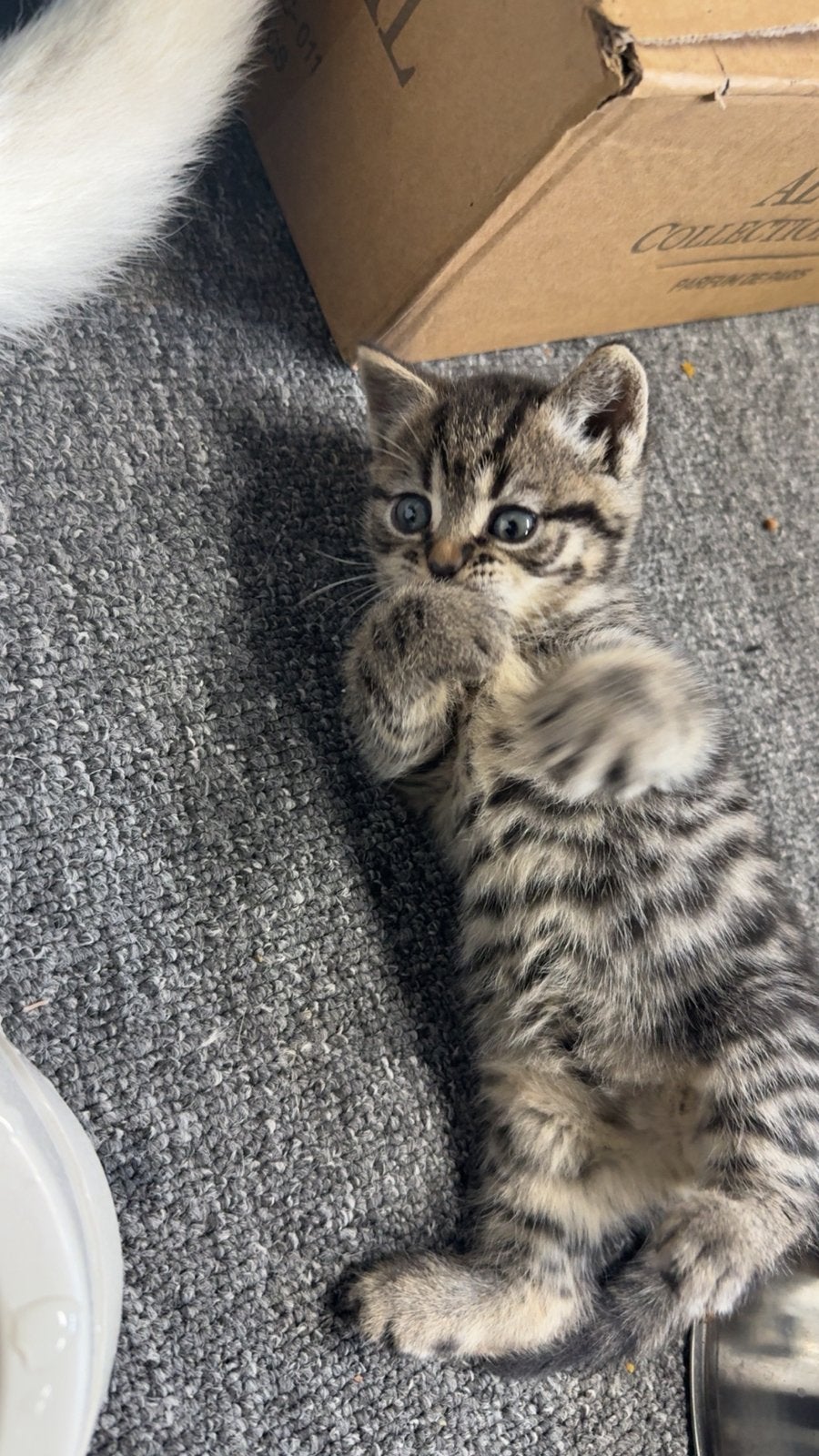Britse korthaar kittens – 7 weken oud – te reserveren, Dieren en Toebehoren, Meerdere dieren