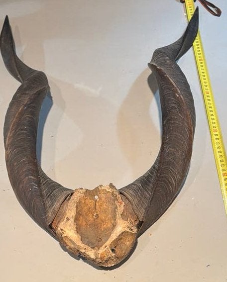 Grote Koedoe (Tragelaphus strepsiceros), Verzamelen, Ophalen of Verzenden, Gebruikt, Overige soorten, Gewei of Kop