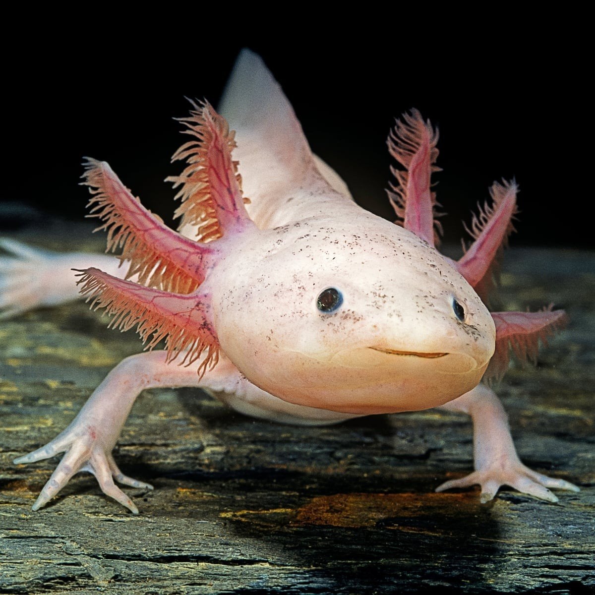 Axolotl gezocht!