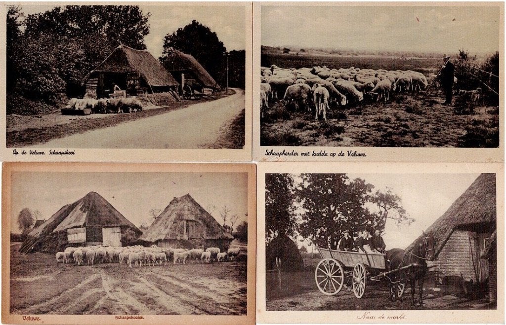 4 Oude Ansichtkaarten Veluwe Schaapskooi Schaapherder, Verzenden, 1920 tot 1940, Gelopen, Gelderland