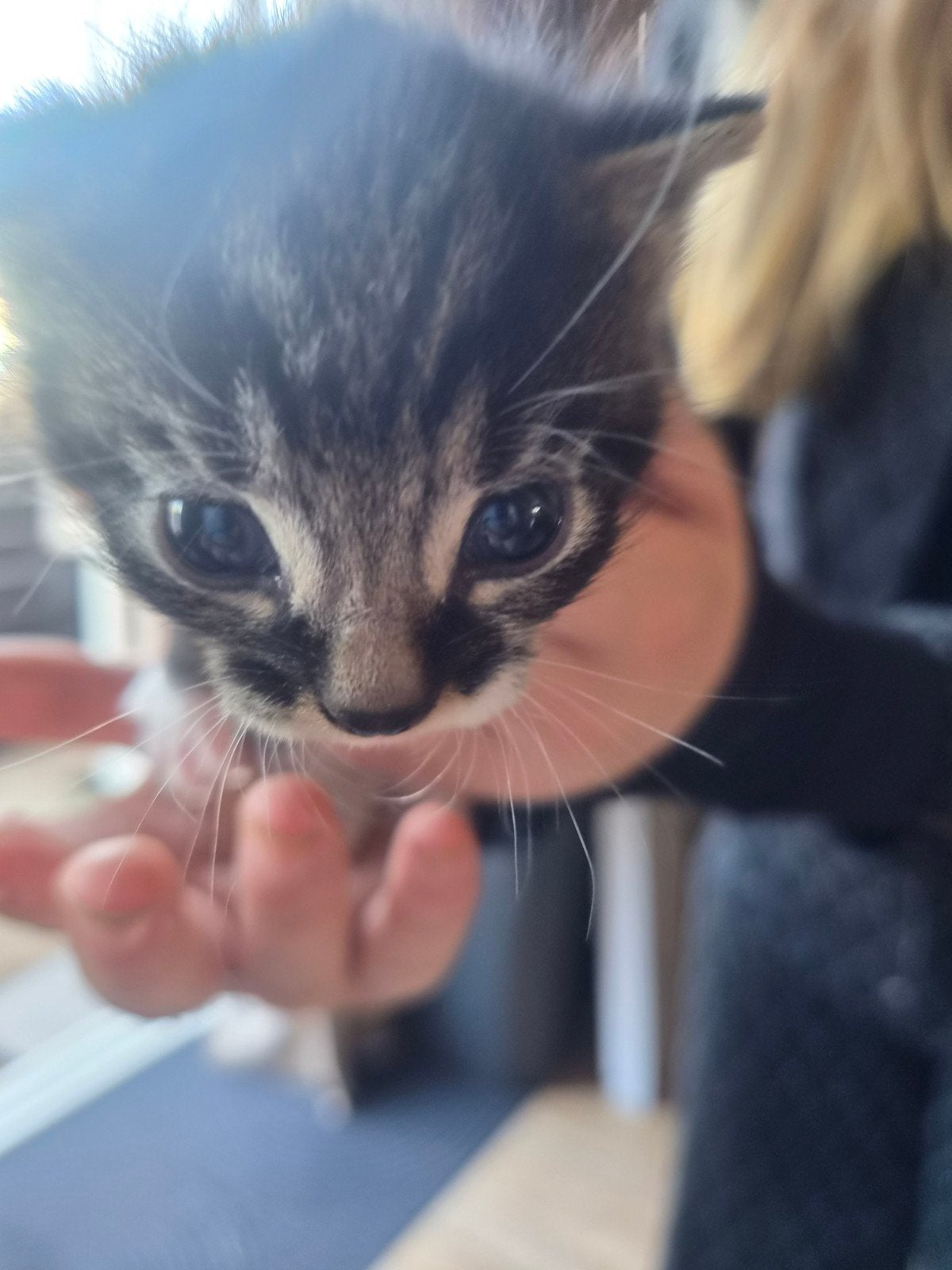 kittens te koop