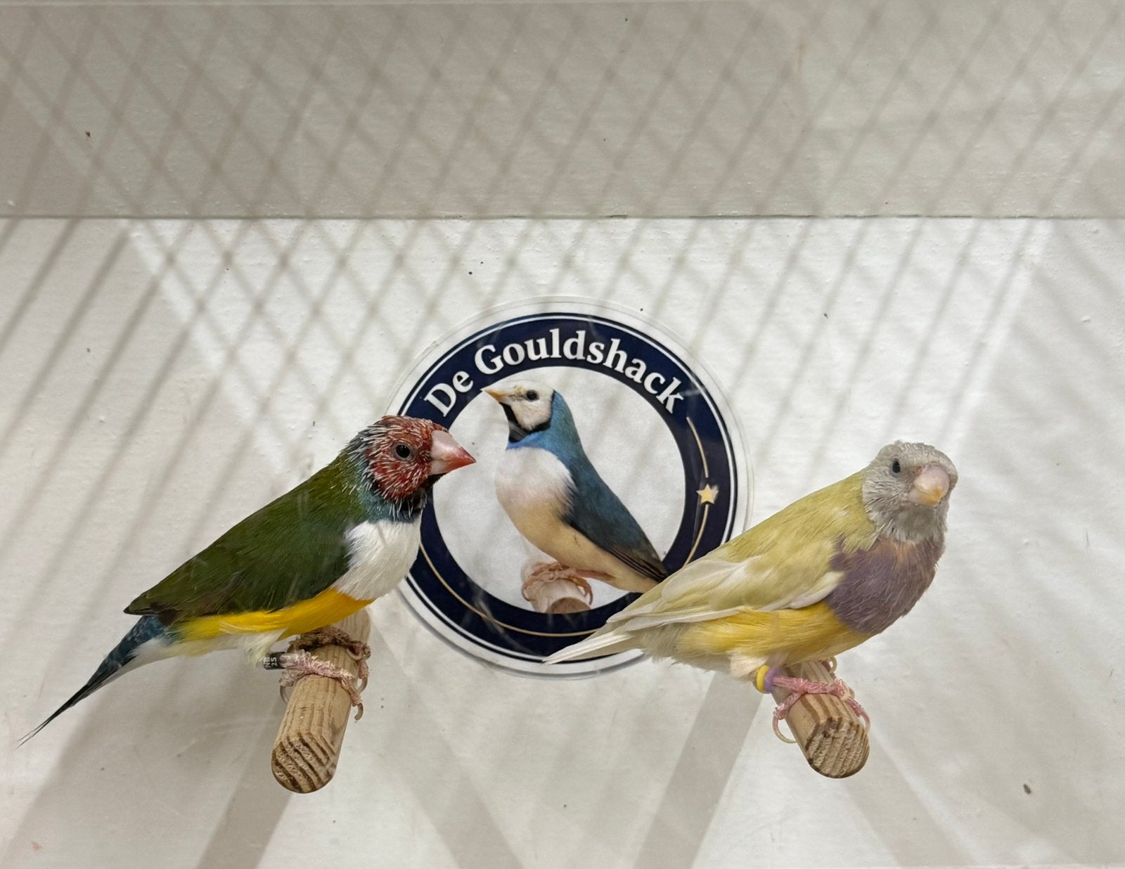 Gouldamadine (koppel 6), Meerdere dieren, Geringd