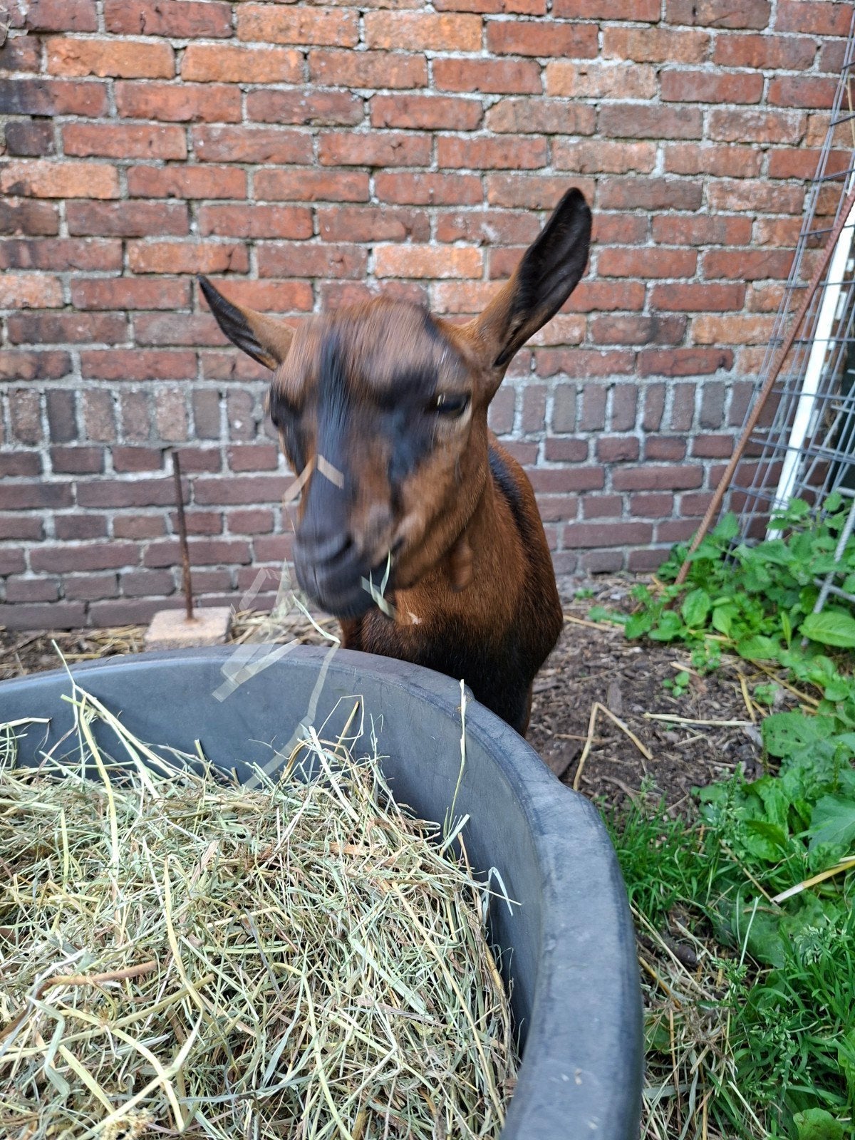 Bok, Dieren en Toebehoren, Schapen, Geiten en Varkens, Meerdere dieren, Geit