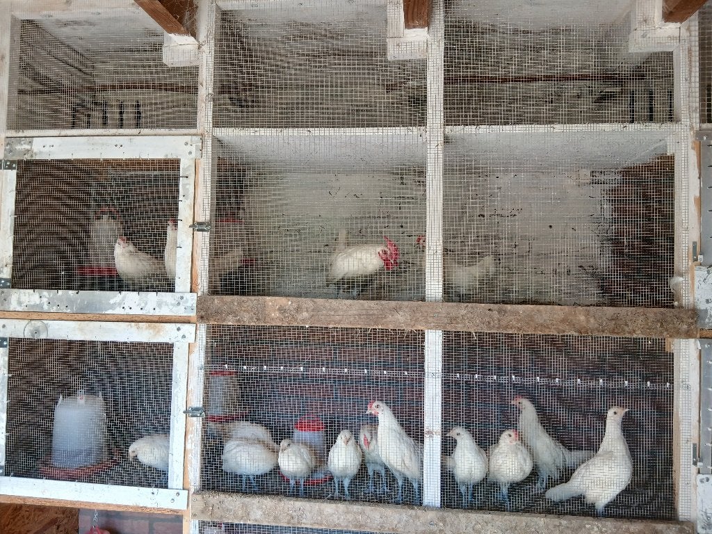 Eikenburger, Meerdere dieren, Kip