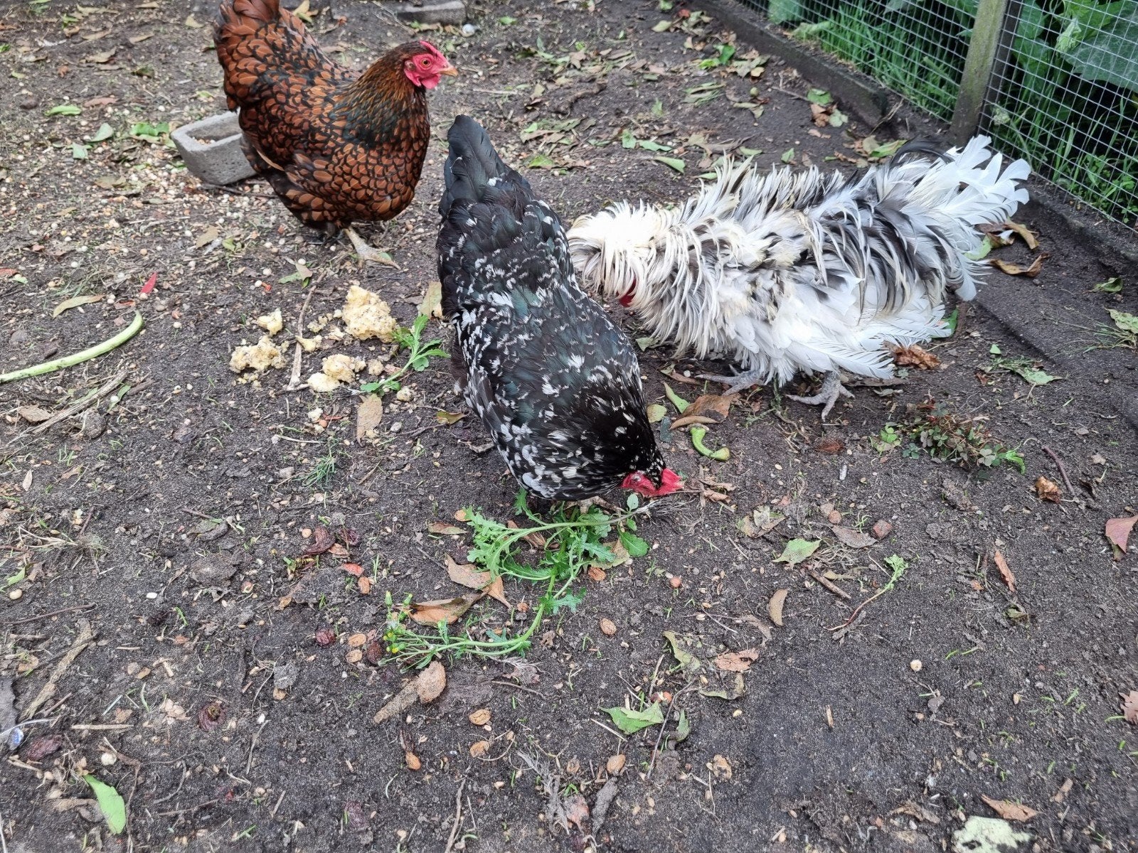 3 hennen en 1 haan, Meerdere dieren, Kip