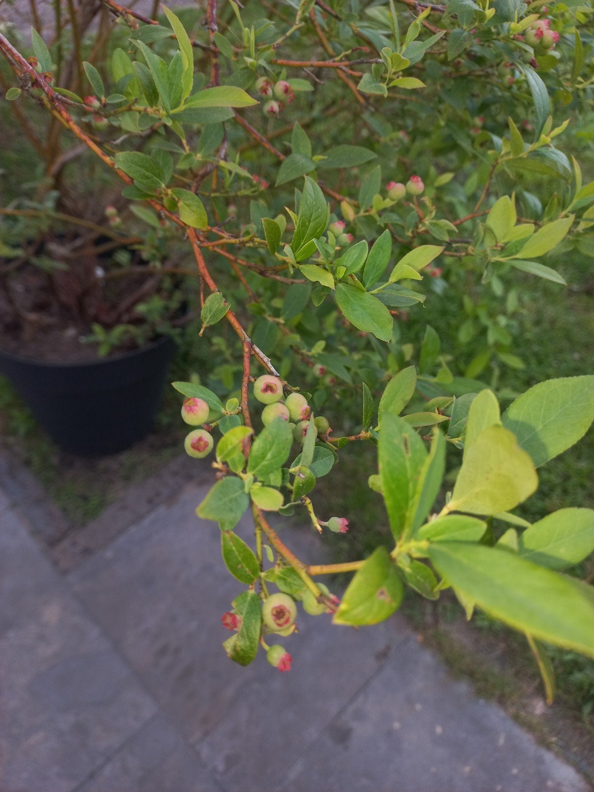 Blauwe bes struik in pot - volop bessen vruchten dragend, Tuin en Terras, Ophalen, Volle zon