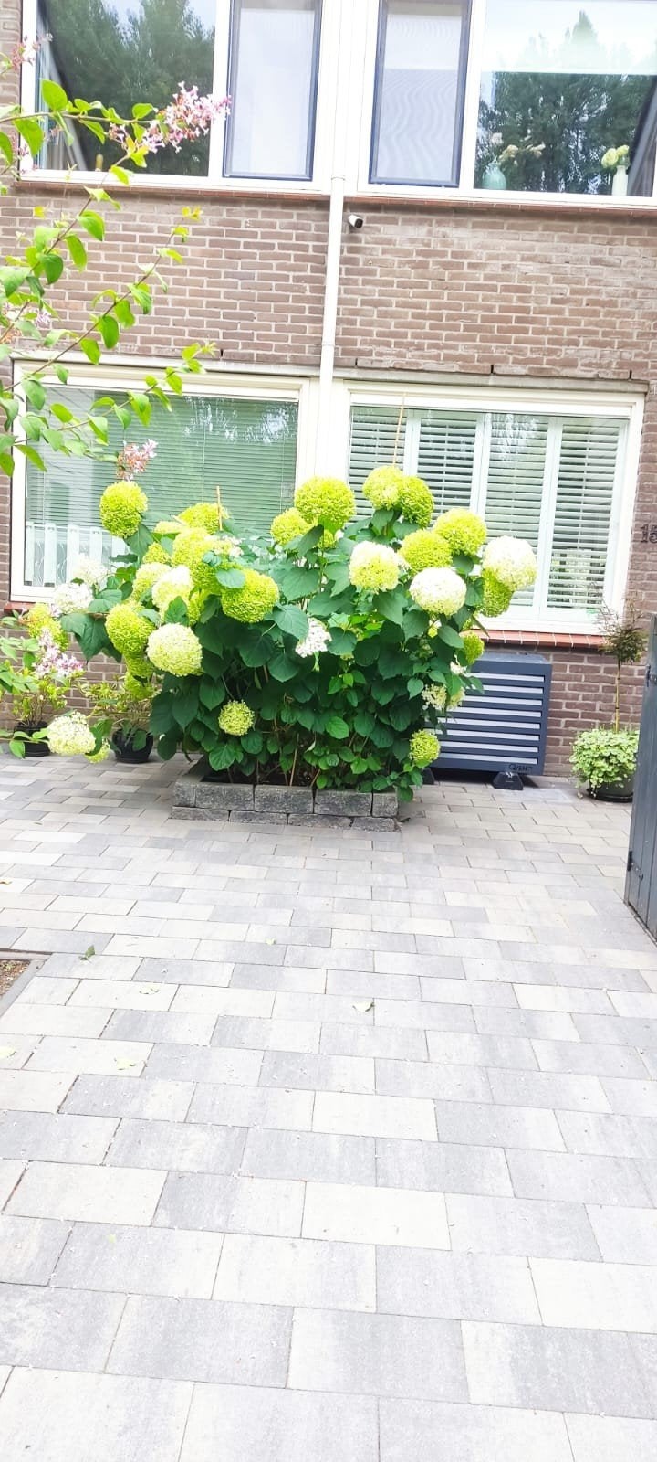 Strong Annabel Hortensia - Hydrangea arborescens 'Strong Ann, Vaste plant, Halfschaduw, Zomer, Ophalen