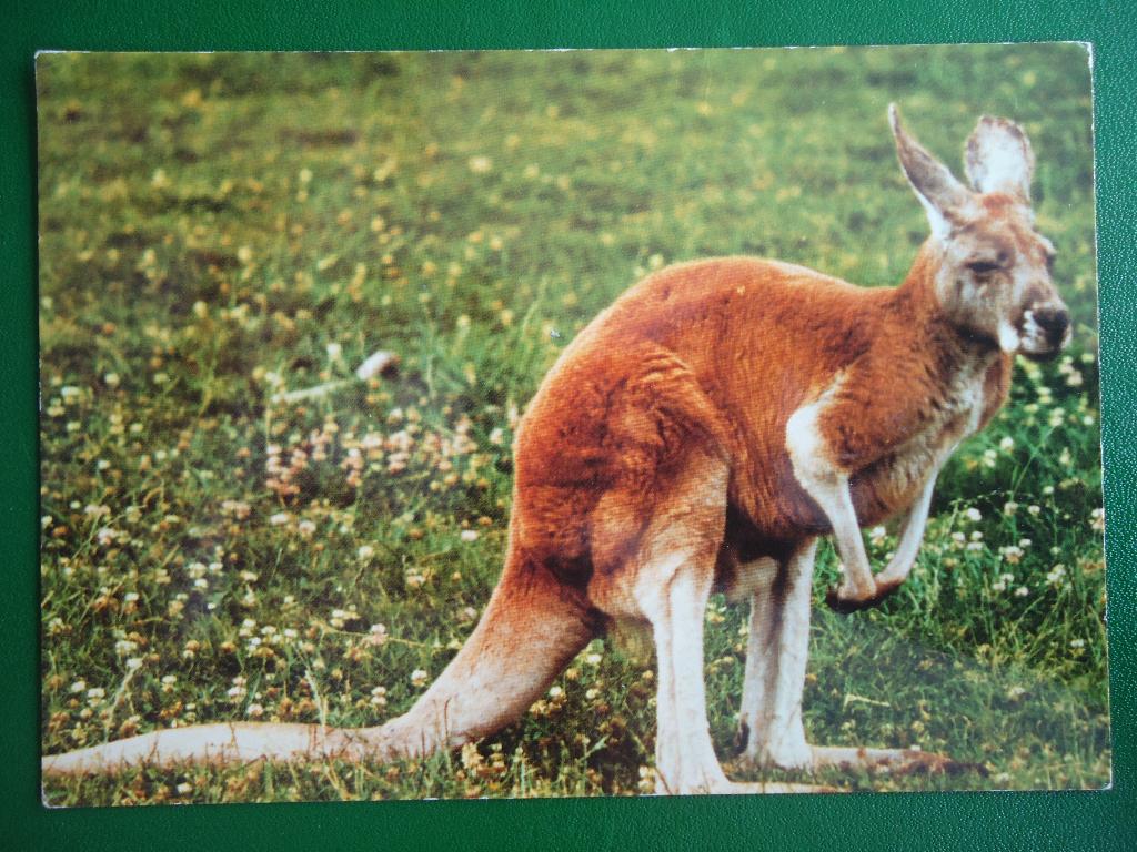 (1408) Dierenkaart: KANGOEROE, Verzenden, 1980 tot heden, Gelopen, Overige soorten
