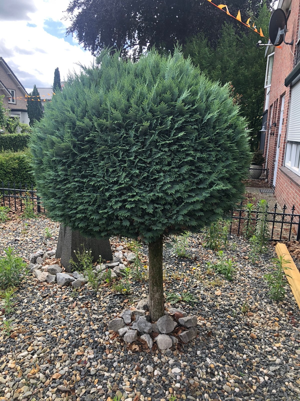 Te koop:, Ophalen of Verzenden, Overige soorten, Volle zon