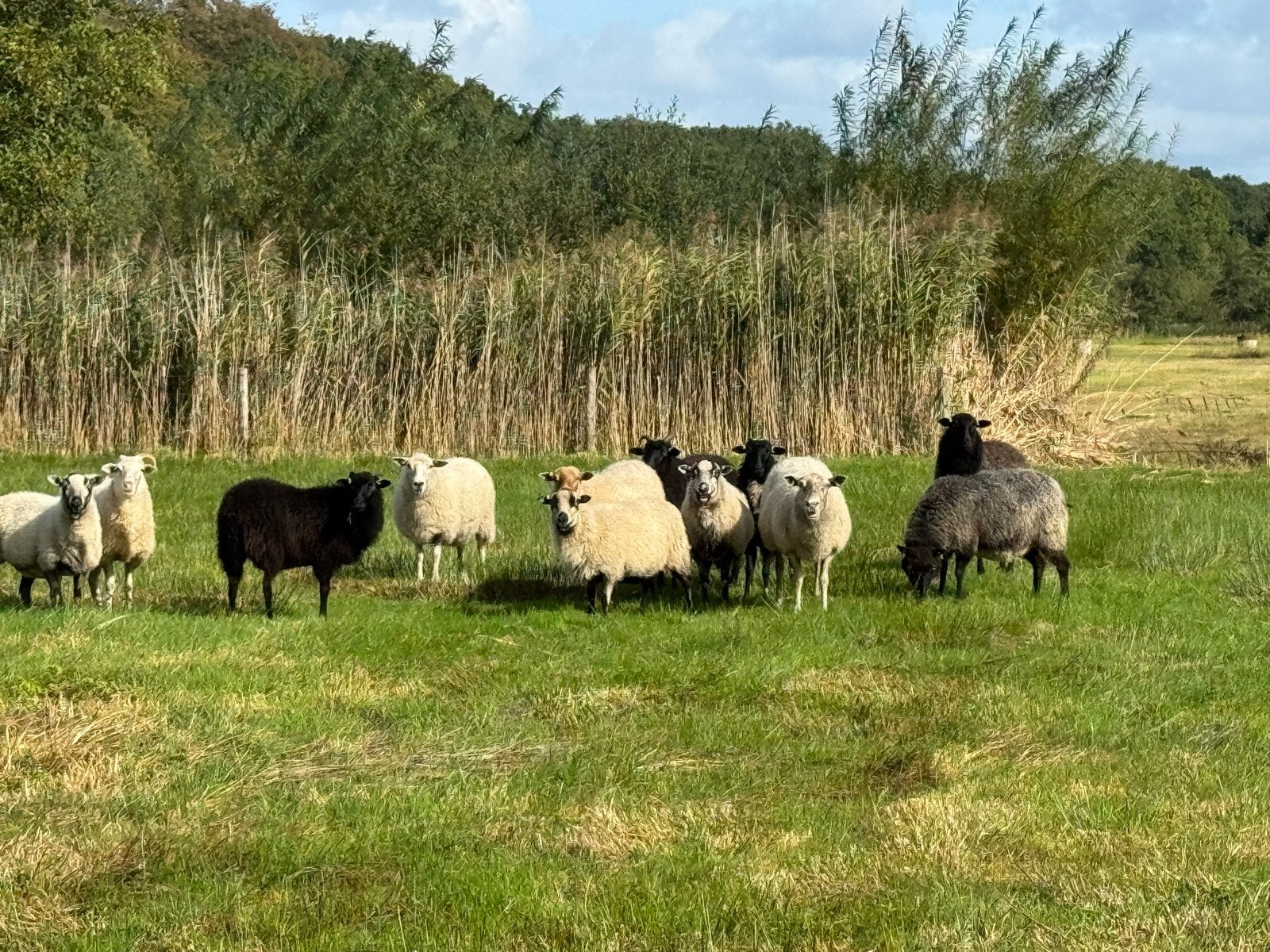 Heide schaap, Vrouwelijk, Schaap