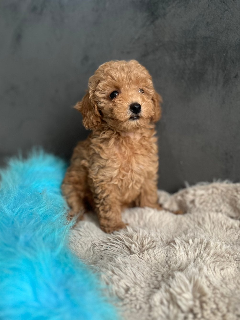 Cockapoo pups, Overige rassen, CDV (hondenziekte), 8 tot 15 weken, Meerdere