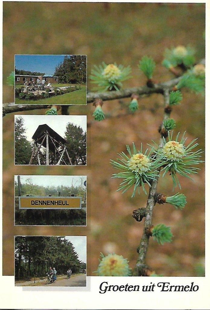 Ermelo- -4-luik, Dennenheul., Verzenden, 1980 tot heden, Gelopen, Gelderland