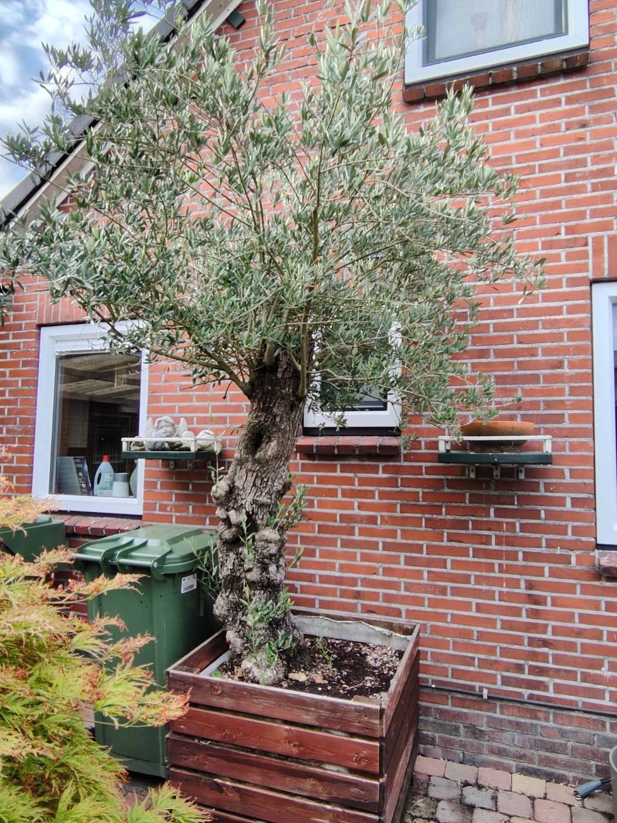 Zeer mooie grote olijfboom, Ophalen, Volle zon, Olijfboom, 100 tot 250 cm