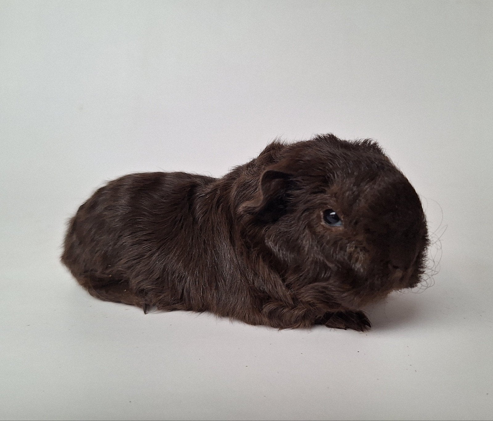 Jong Texel beertje - choco, Dieren en Toebehoren, Cavia, Mannelijk, Tam, Oktober