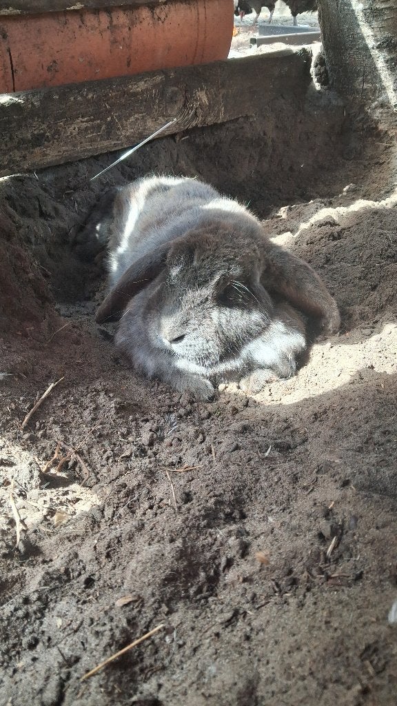 Gecastreerd rammetje duitse hangoor, Dieren en Toebehoren, Mannelijk, Middelgroot, Hangoor, 0 tot 2 jaar