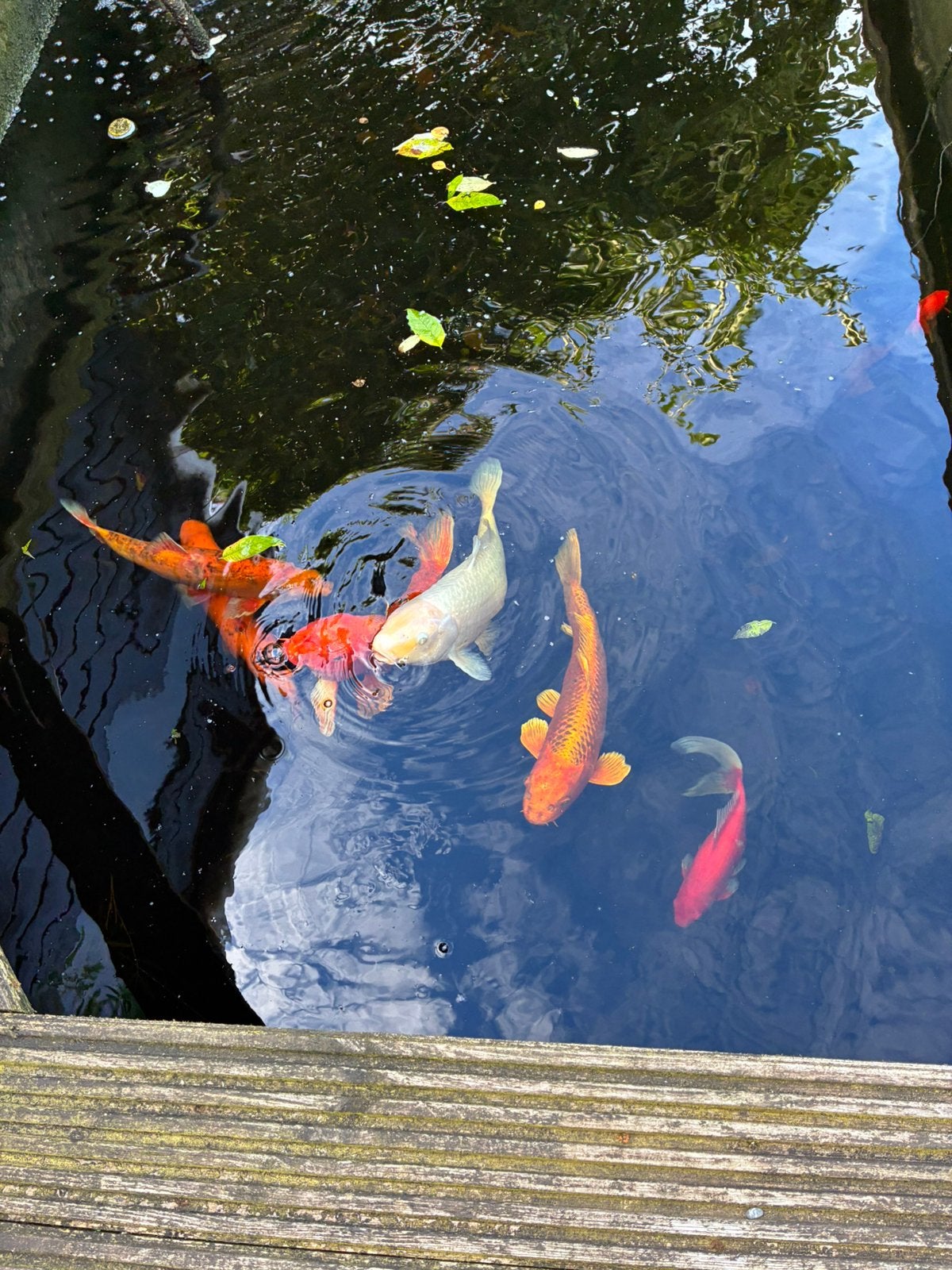 1 koop vijvervissen, Dieren en Toebehoren, Karper of Koi