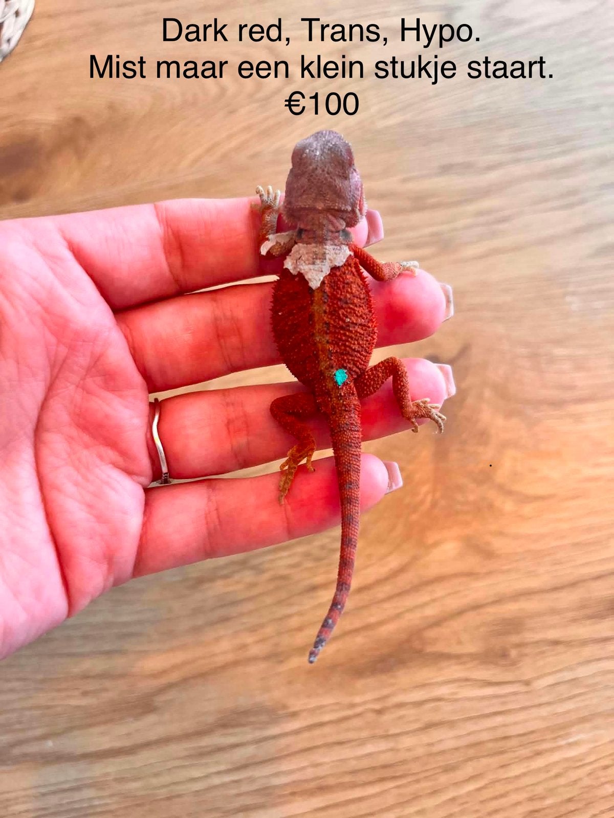 Prachtige baby baardagamen - speciale kansprijs!, Dieren en Toebehoren, Hagedis, Tam, 0 tot 2 jaar