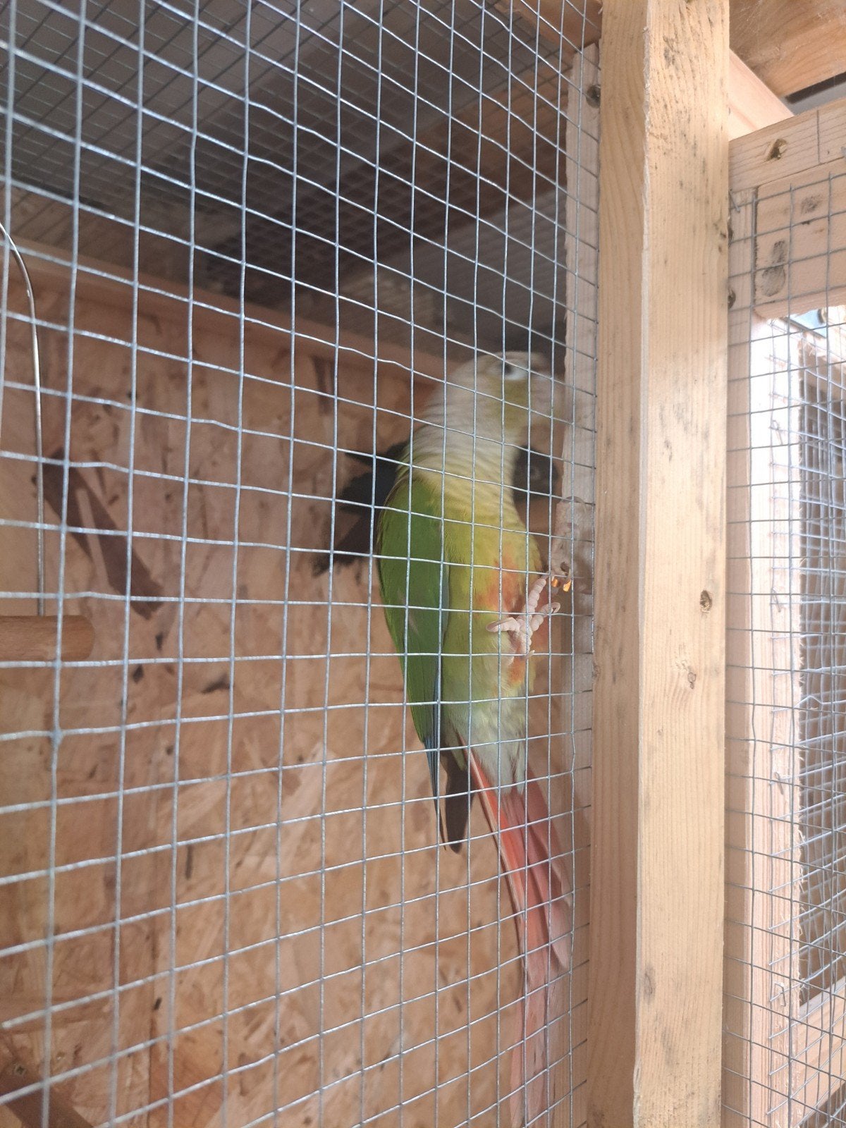 pyrrhura koppel dna getest, Meerdere dieren, Parkiet, Tam
