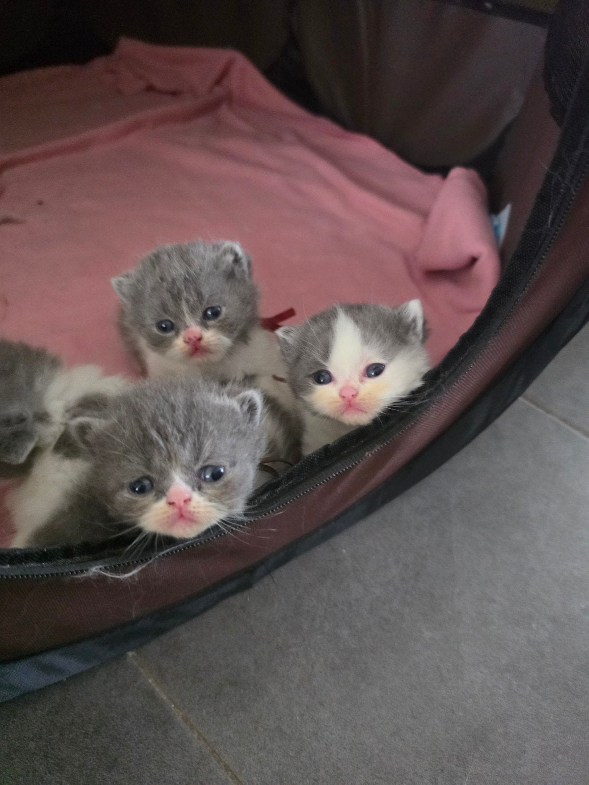 perzische langhaar x britse korthaar kittens, Dieren en Toebehoren, Katten en Kittens | Raskatten | Korthaar, Meerdere dieren