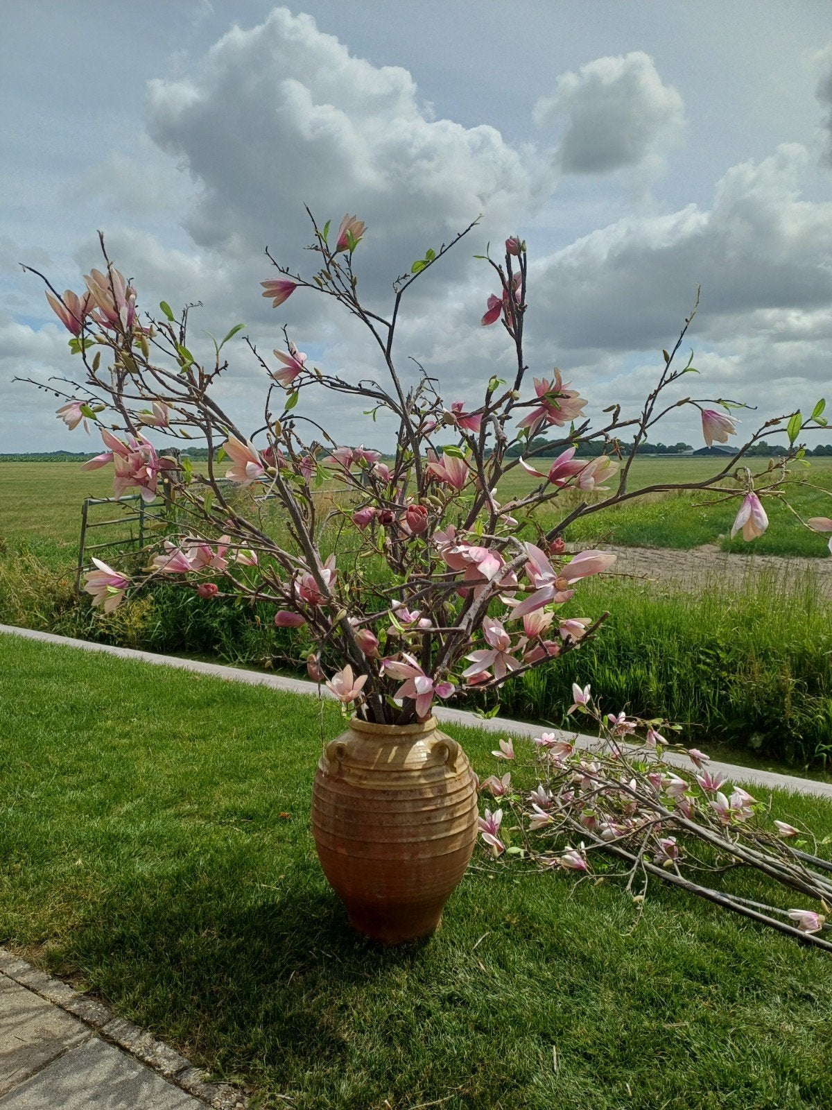 16 Grote Kunst Magnolia Takken Kunsttak 125/150 cm € 150, Ophalen, Buiten