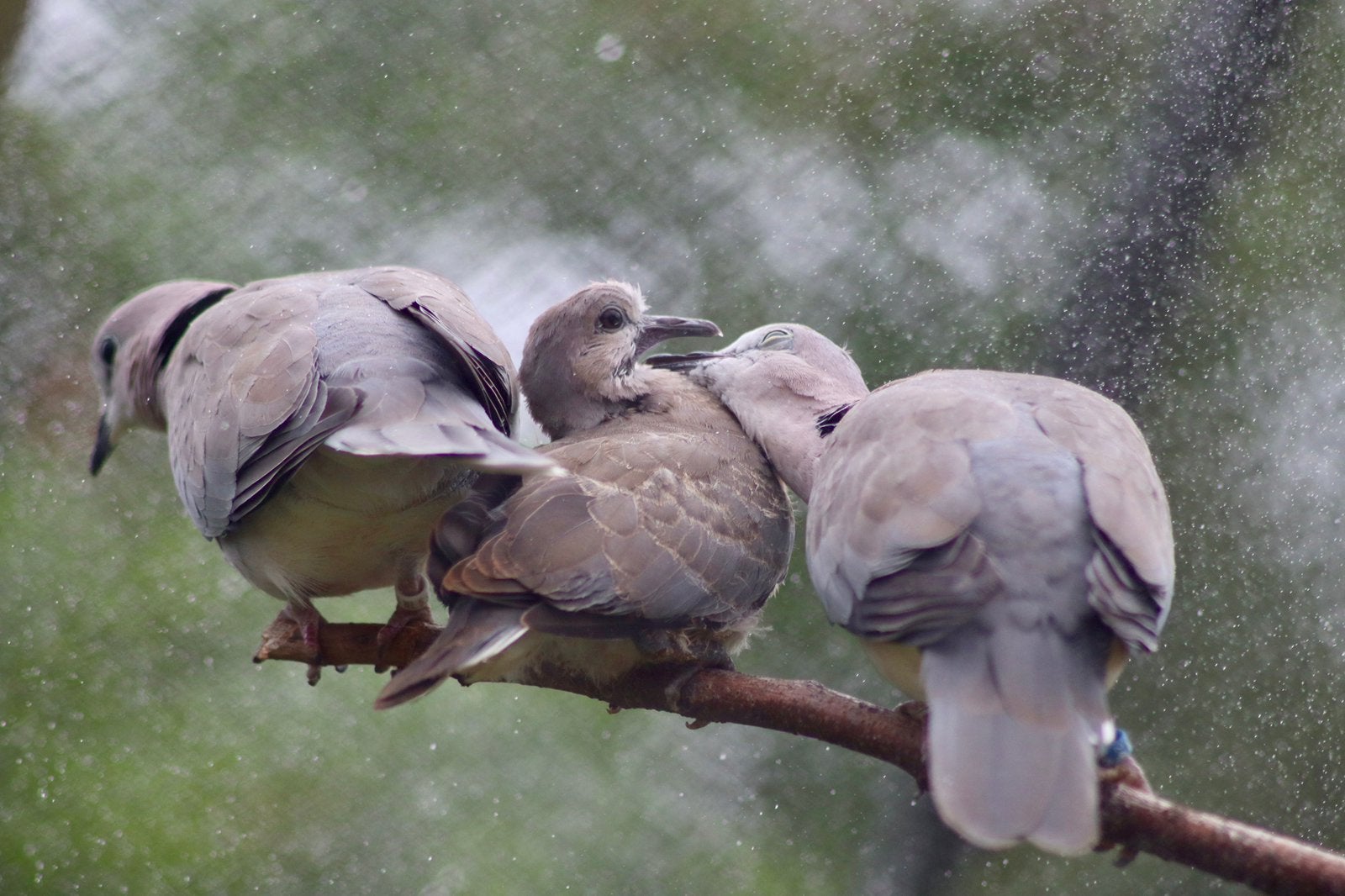 Kaapse tortels (Streptopelia capicola damarensis), Meerdere dieren, Overige soorten