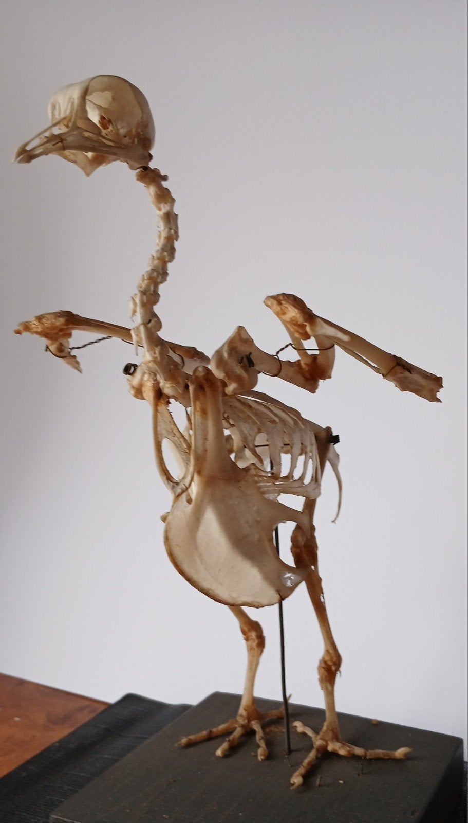 Skelet van een duif in vitrinekast, Ophalen of Verzenden, Paard, Beeldje of Figuurtje