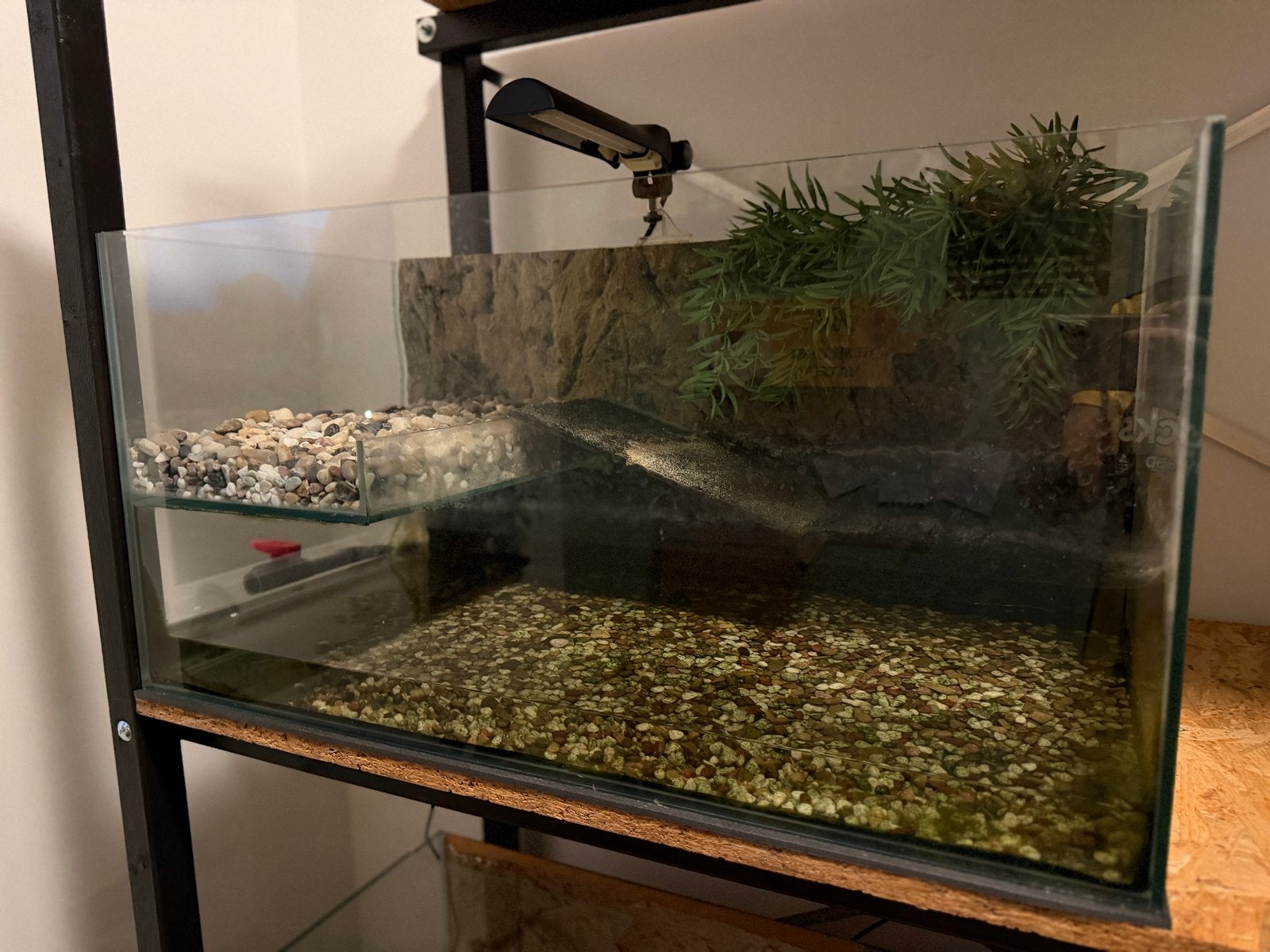 Schildpad aquarium, Ophalen