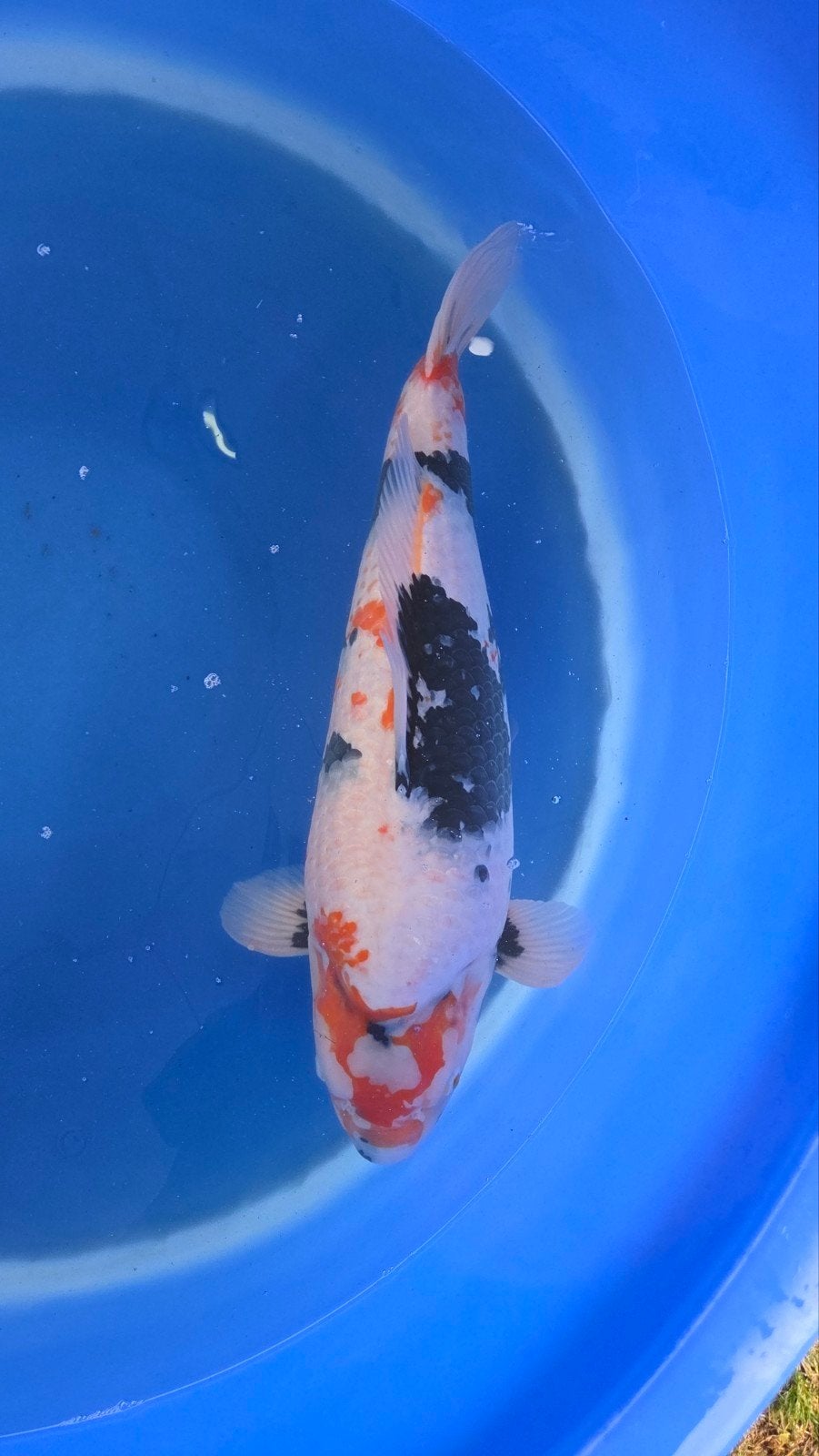 showa koi 67 cm grote vis, Karper of Koi
