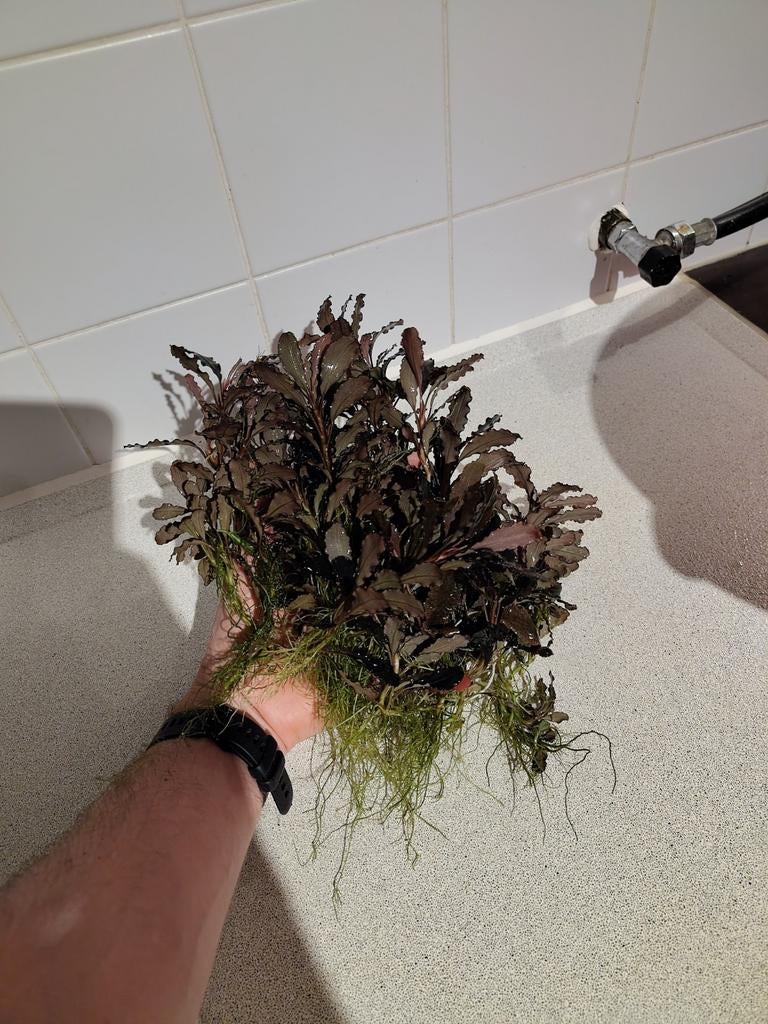 Grote bos bucephalandra aquariumplant, Dieren en Toebehoren, Vissen | Aquaria en Toebehoren, Ophalen, Plant(en), Steen of Hout