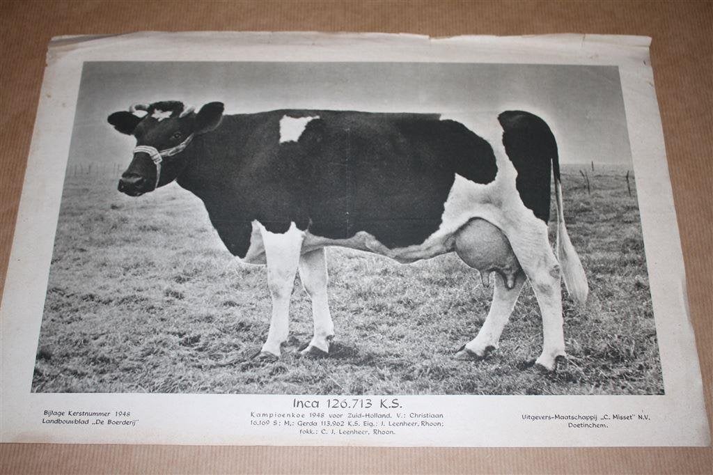 Oude prent - Kampioens koe - Inca - 1948 !!, Ophalen of Verzenden, Voor 1940, Gebruikt, Overige onderwerpen