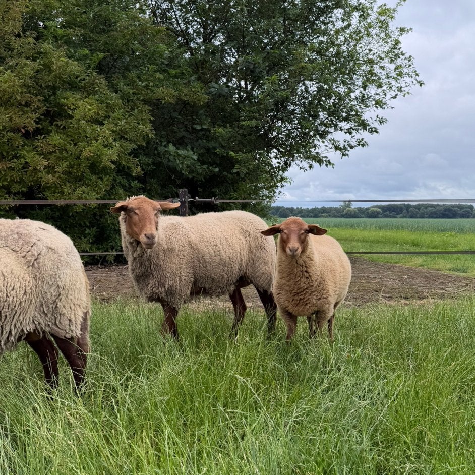 Te koop: Coburger fuchs ooi met ooilam, Vrouwelijk, Schaap, 0 tot 2 jaar
