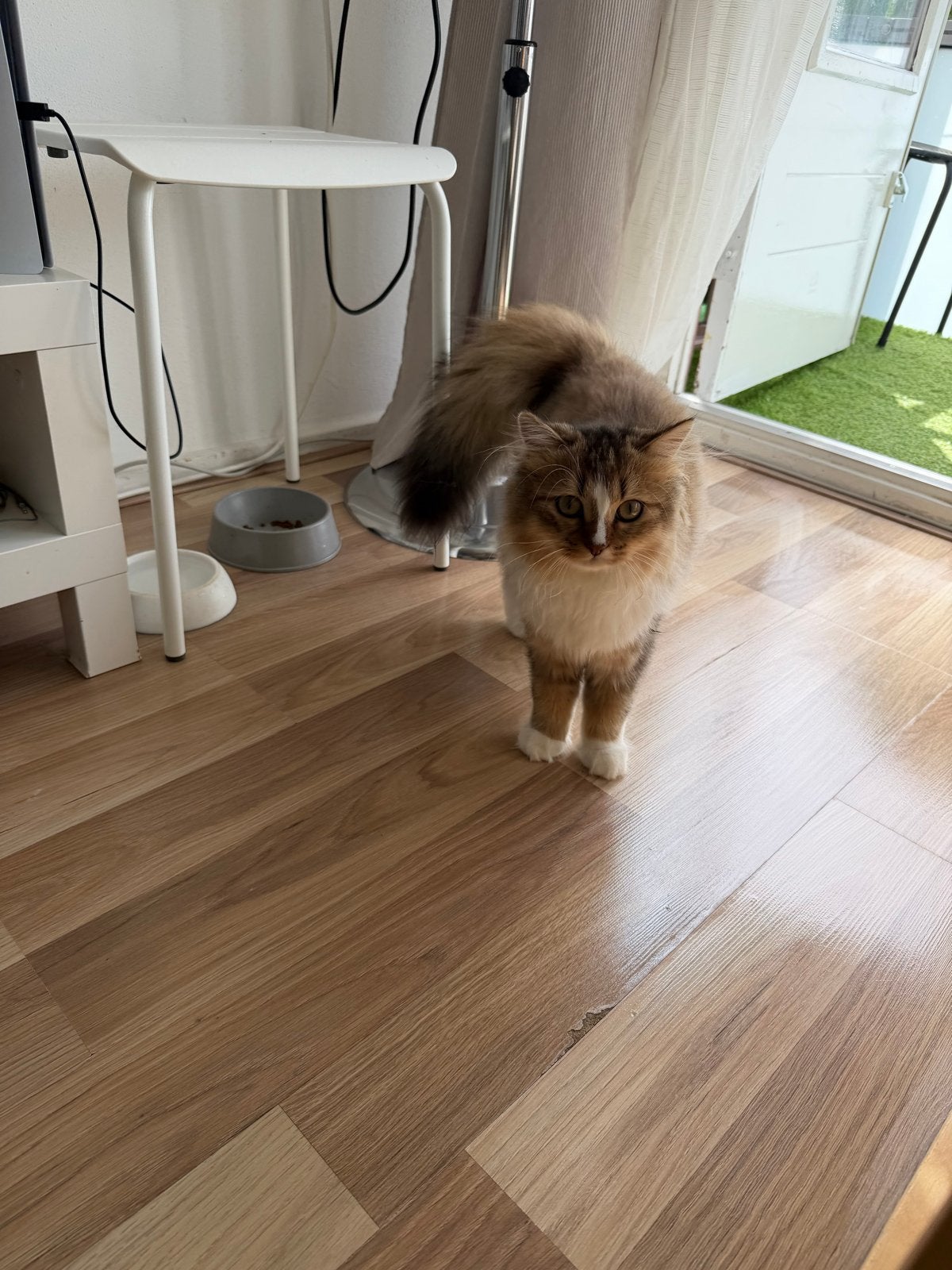 Kat, Dieren en Toebehoren, Kater