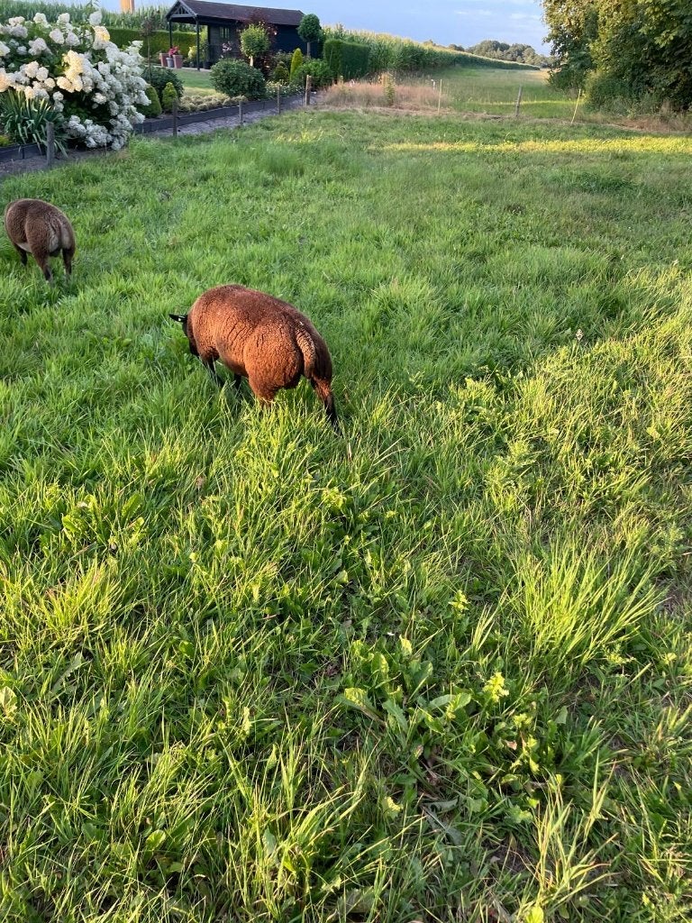 blauwe texelaar, Dieren en Toebehoren, Mannelijk, Schaap, 0 tot 2 jaar