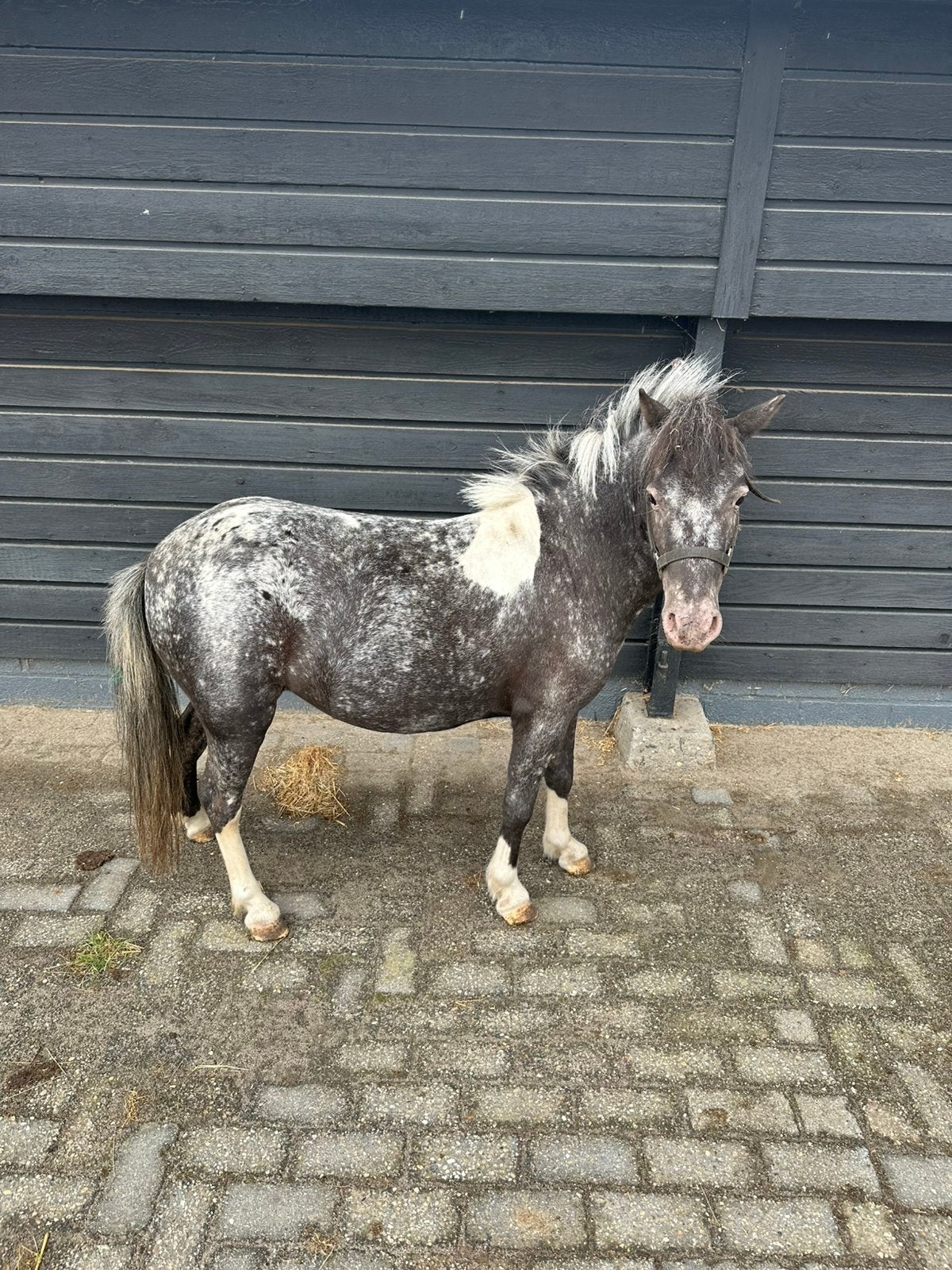 Super lieve pony merrie, Merrie, A pony (tot 1.17m), Gechipt, 3 tot 6 jaar