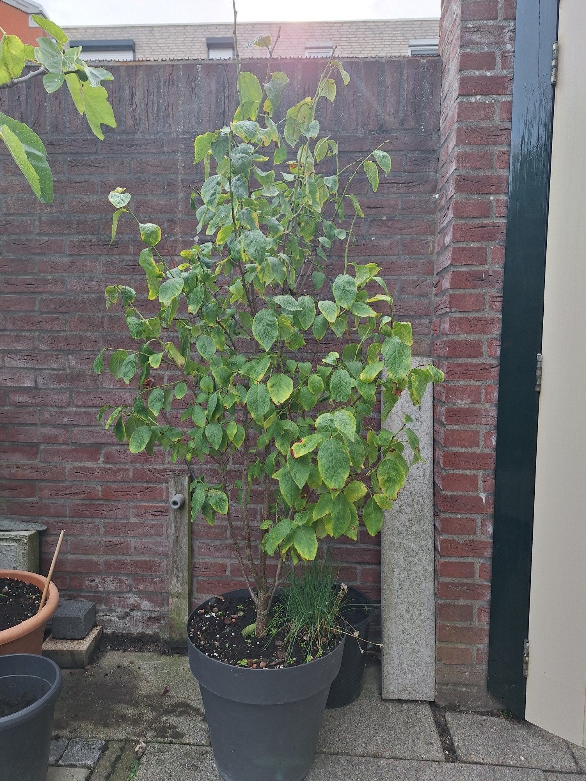 pruimenboom, Tuin en Terras, Bloeit niet, Overige soorten, Minder dan 100 cm, Ophalen