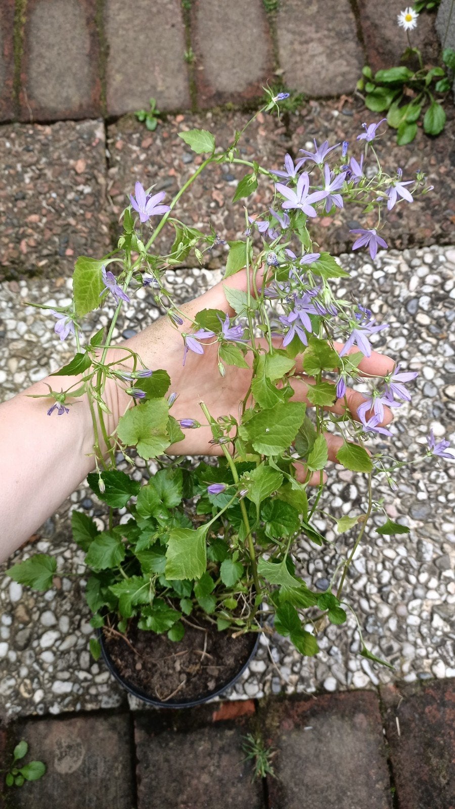 Campanula kruipklokjes - Charmante Bodembedekker, Ophalen, Bodembedekkers, Vaste plant, Halfschaduw