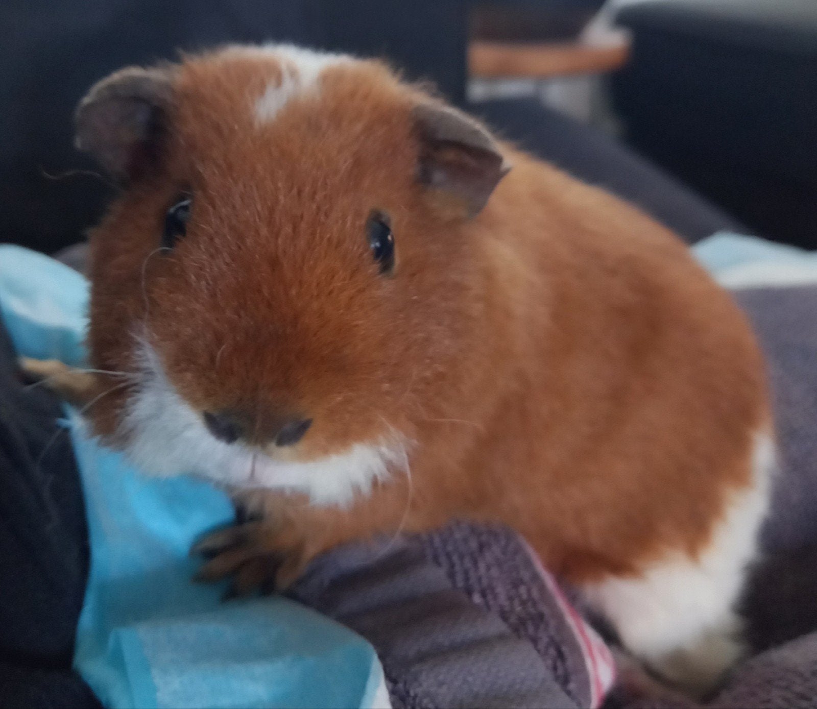 knappe Bono, beertje van 29-7 waarschijnlijk, Juli, Mannelijk, Cavia